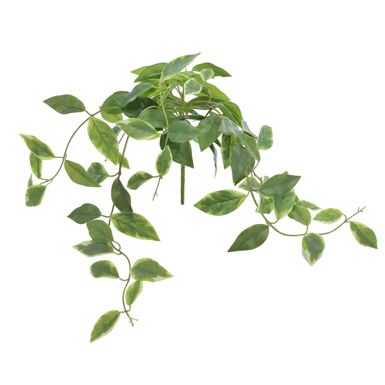 24&#x22; Green Hoya Bush by Ashland&#xAE;