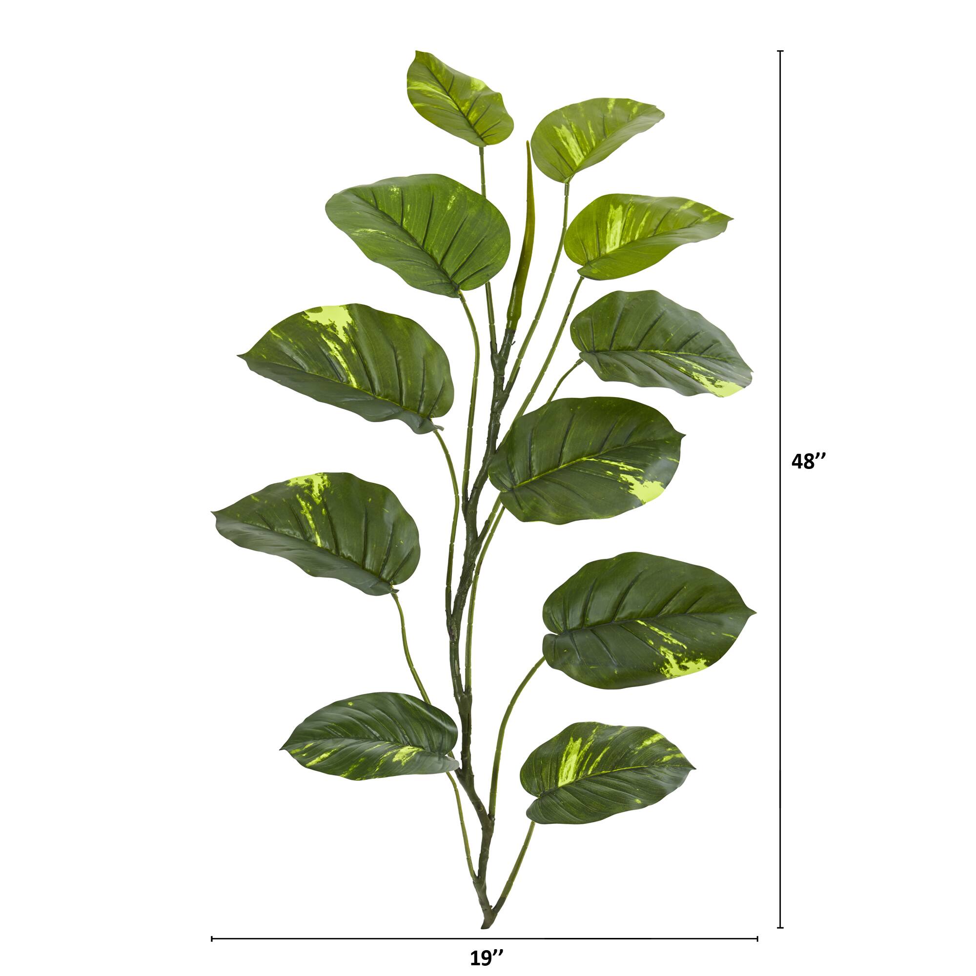 4ft. Large Leaf Pothos Vinning Plant, 4ct.