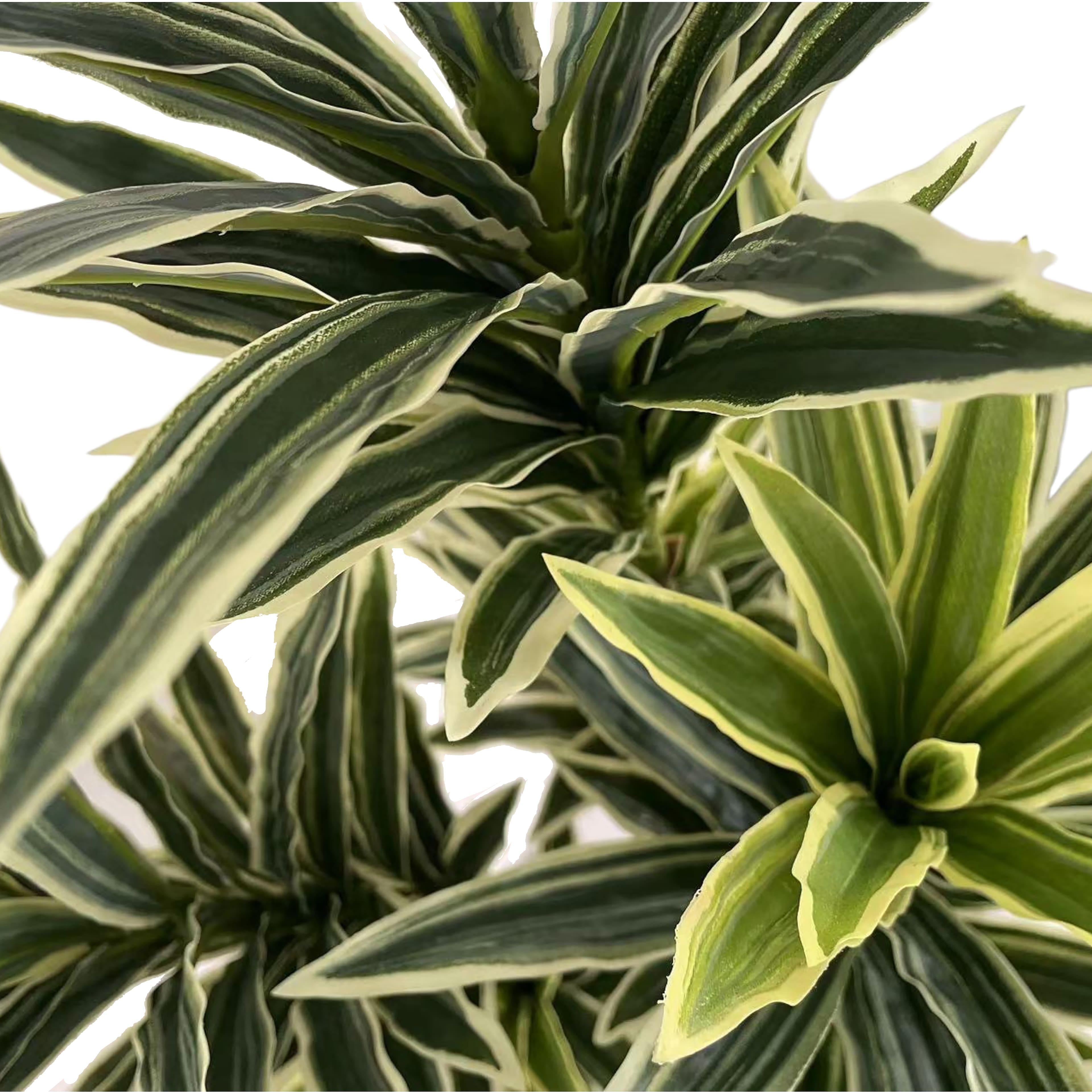 3.5ft. Dracaena Tree by Ashland®