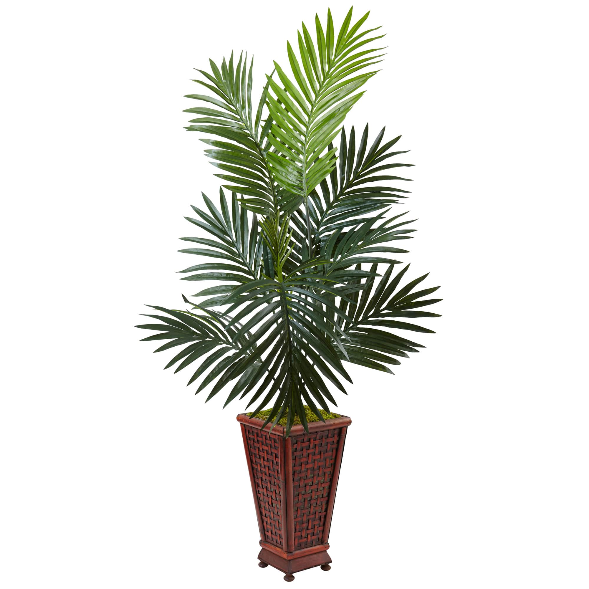 4.5ft. Kentia Palm Tree in Decorative Wood Planter