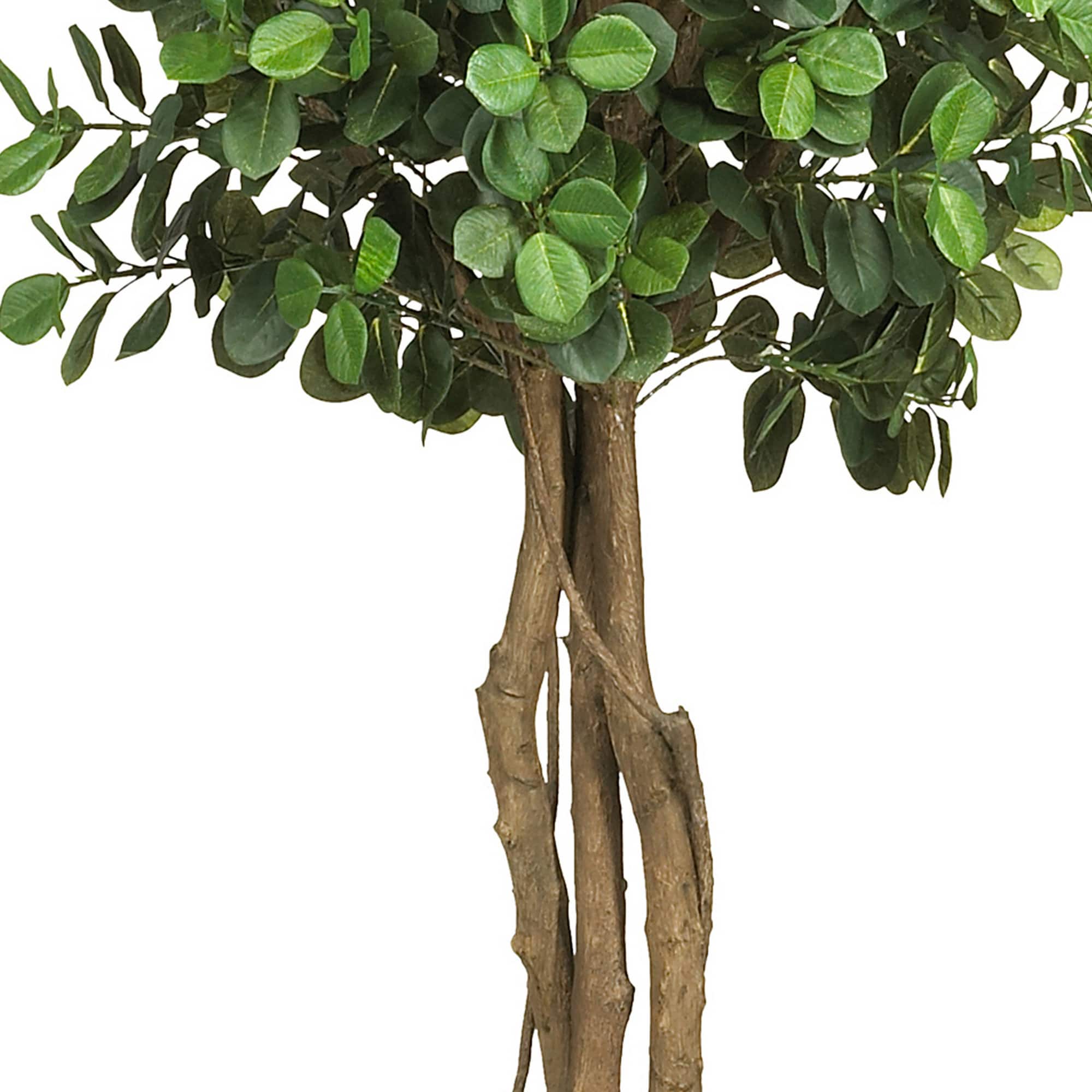 5.5ft. Potted Eucalyptus Double Ball Topiary