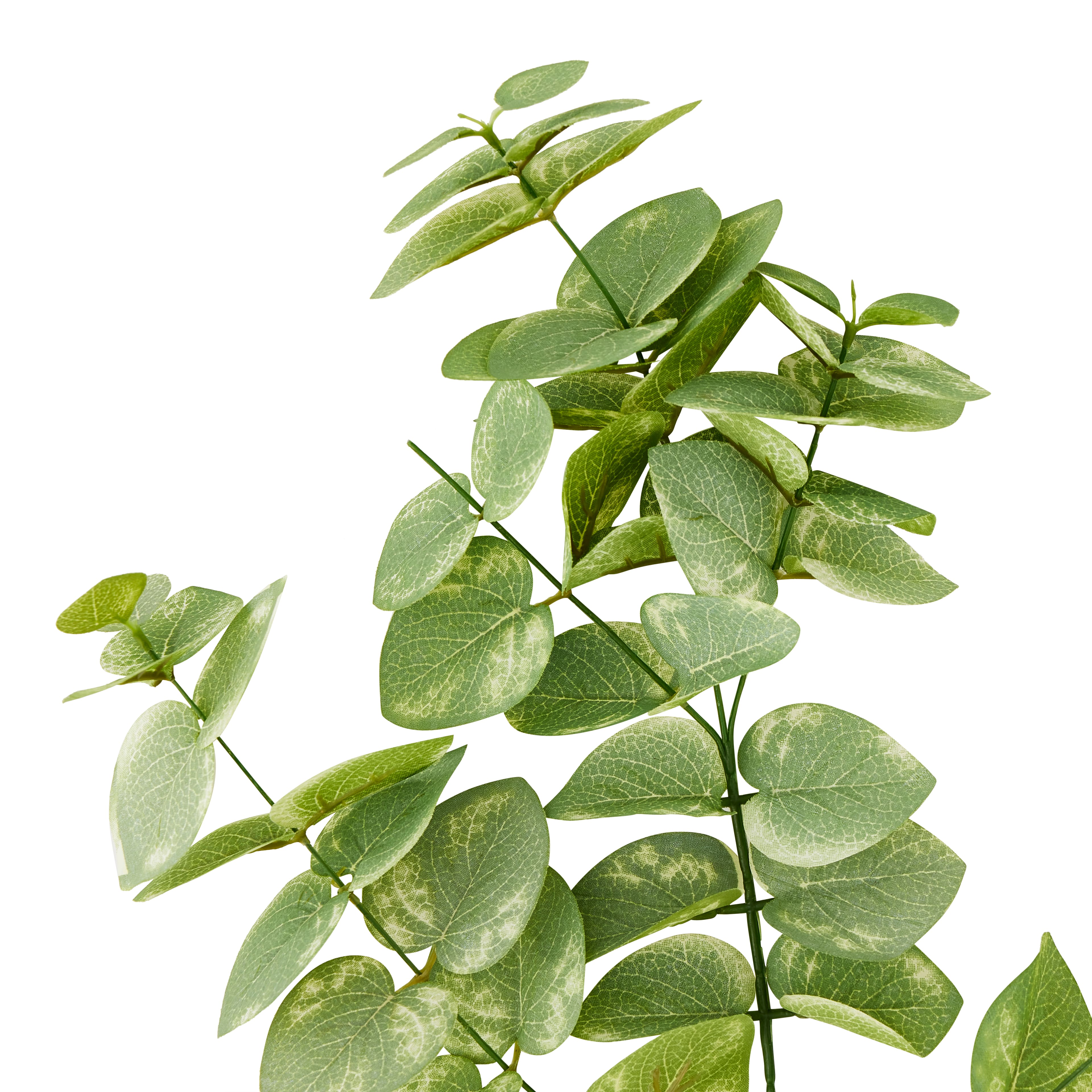 Eucalyptus Branch by Ashland®