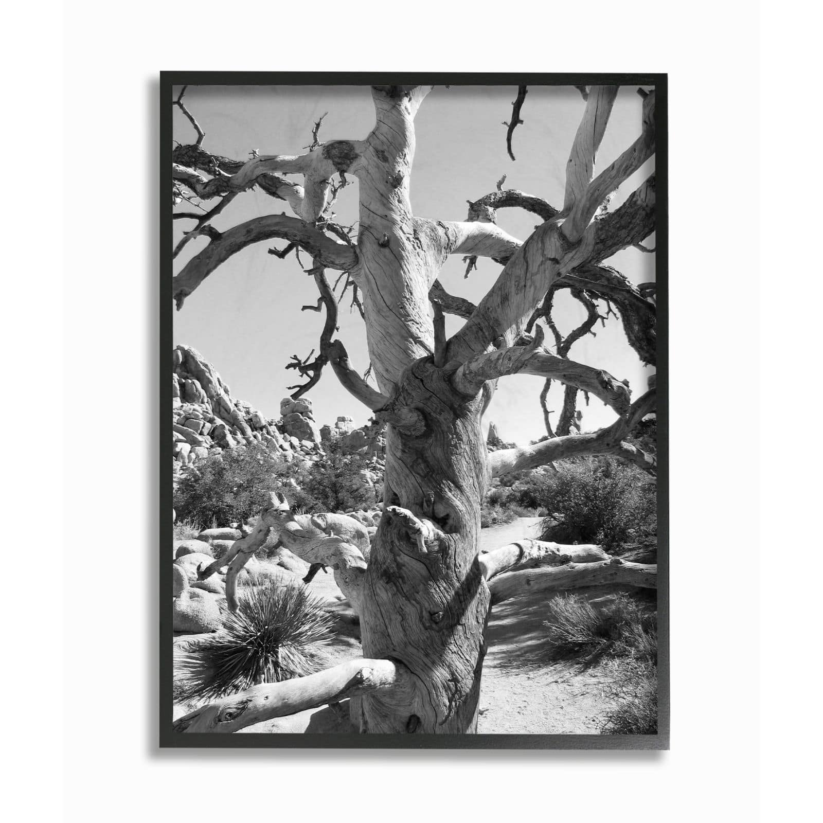 Stupell Industries Desert Tree Photograph Black Framed Wall Art
