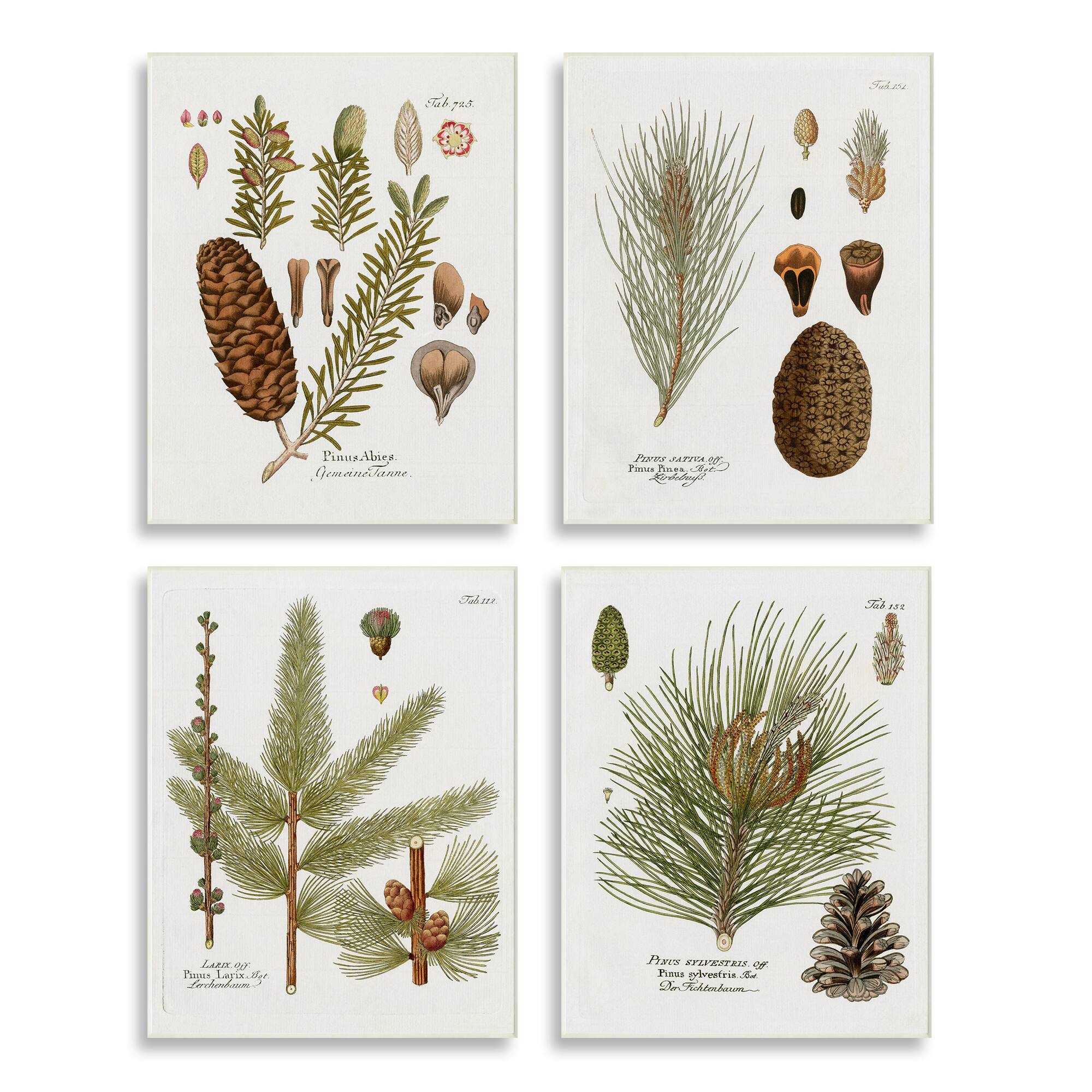 Stupell Industries Vintage Forest Pine Illustrated Study Green Brown Plants Wall Plaque