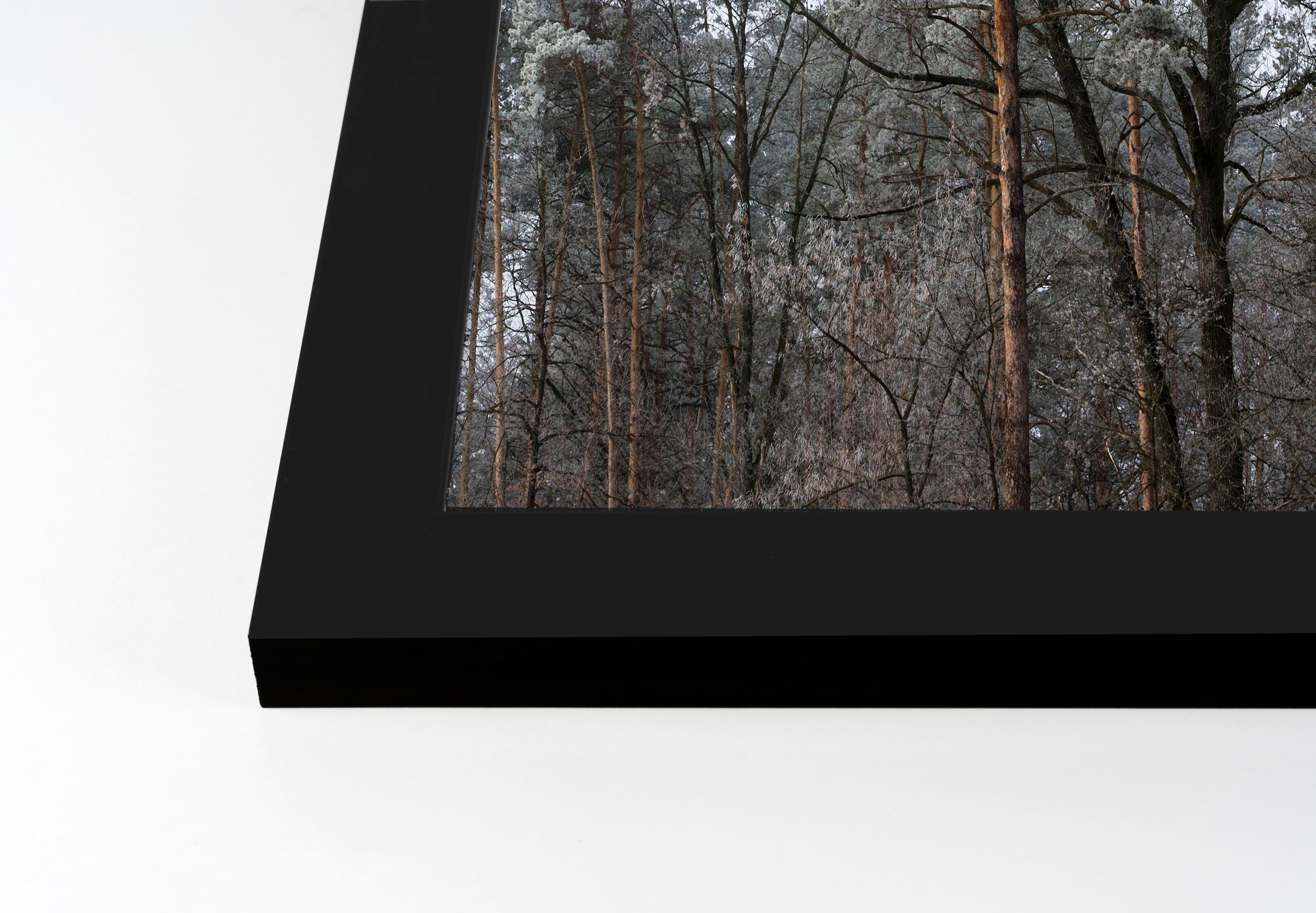 Dusty Trees Black Framed Print Under Plexiglass