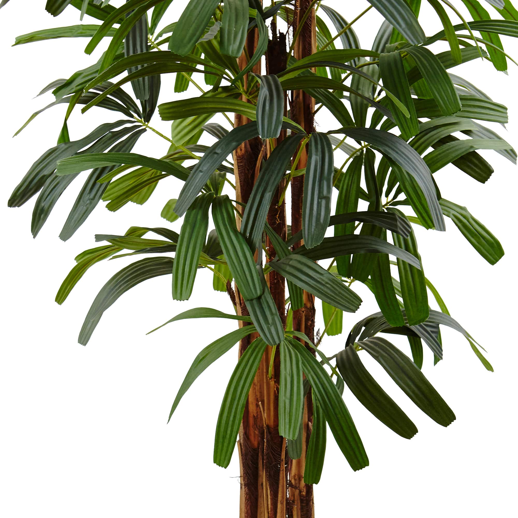 5.5ft. Potted Raphis Palm Tree in Black Decorative Planter