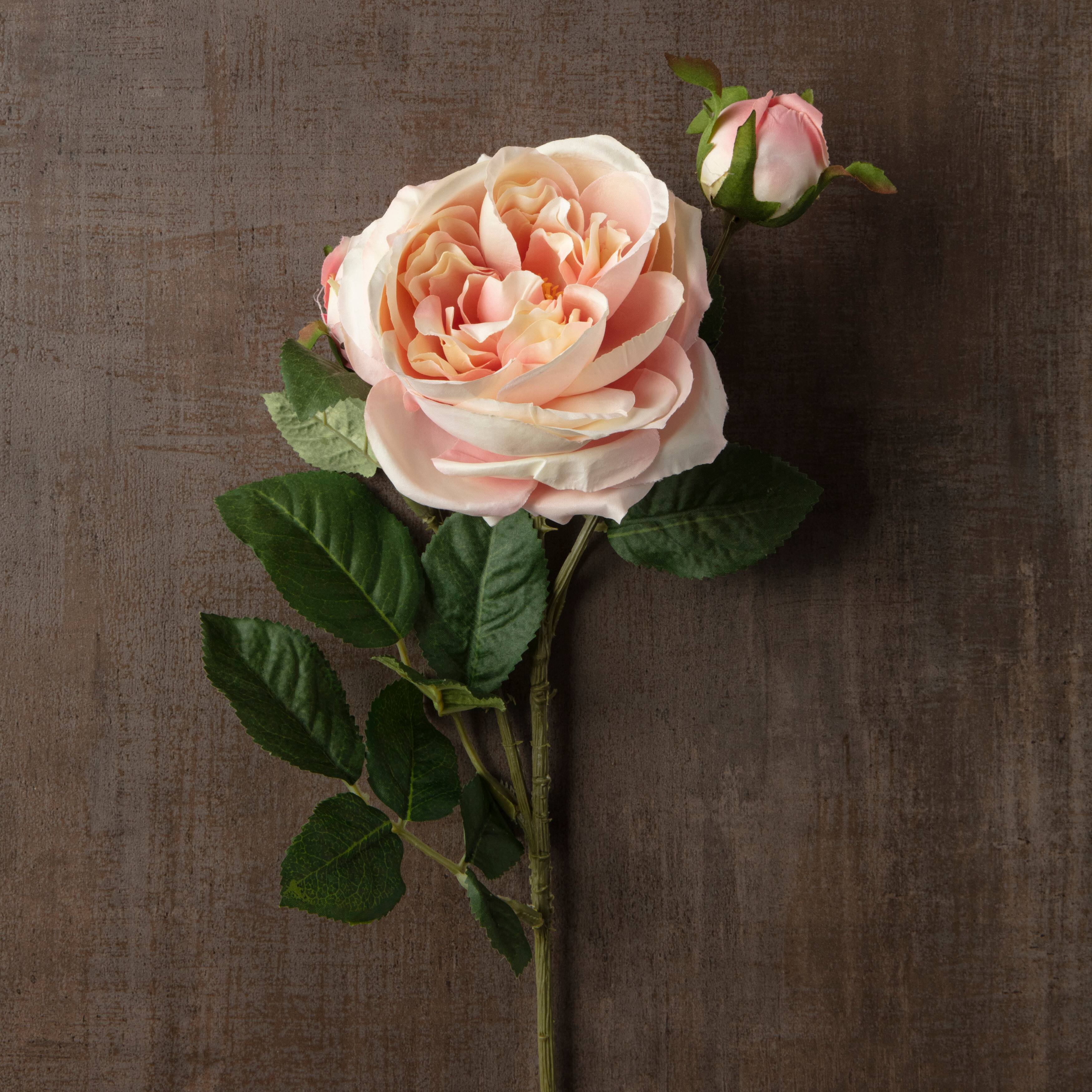 Light Pink English Rose Stem by Ashland®