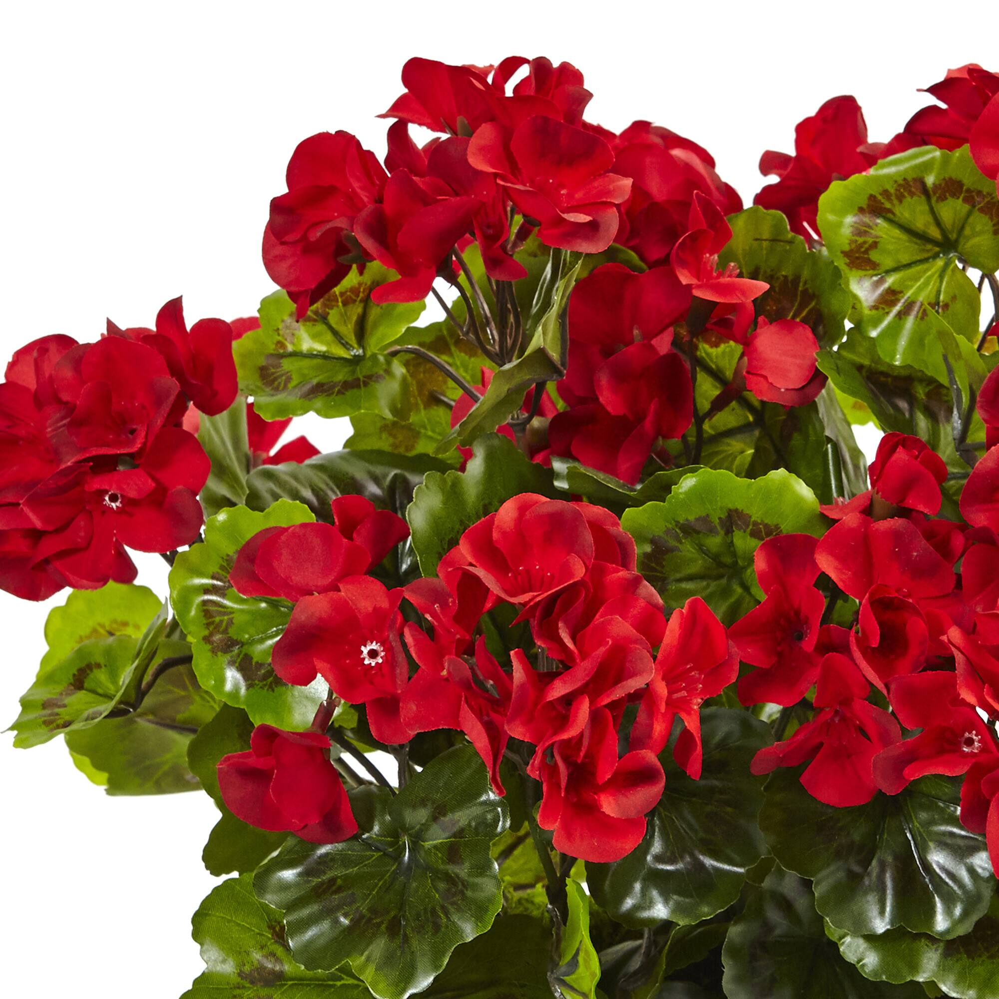 13&#x22; Red Geranium in Rectangular Planter
