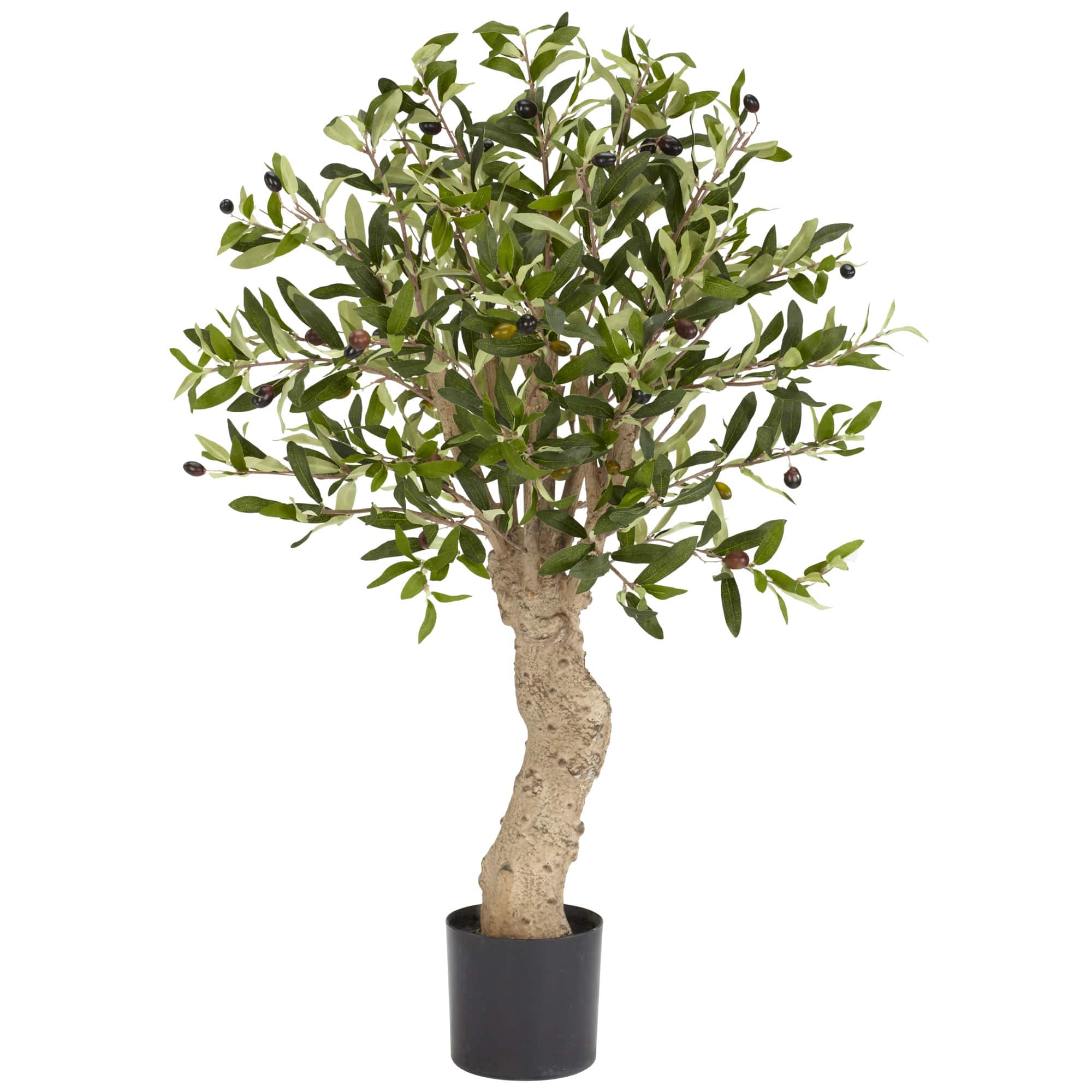 2.5ft. Potted Olive Tree