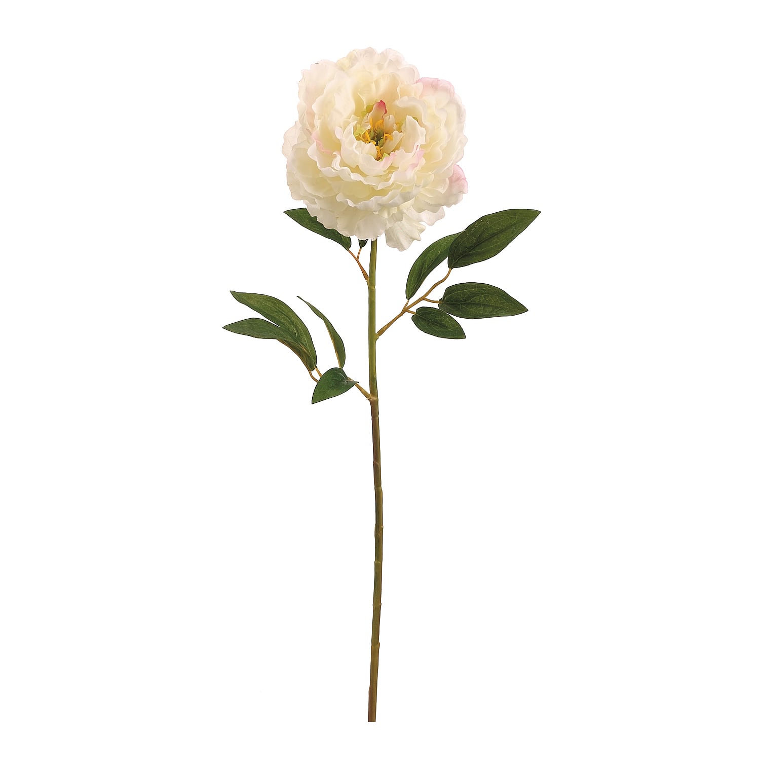 24 Pack: Cream Peony Stem