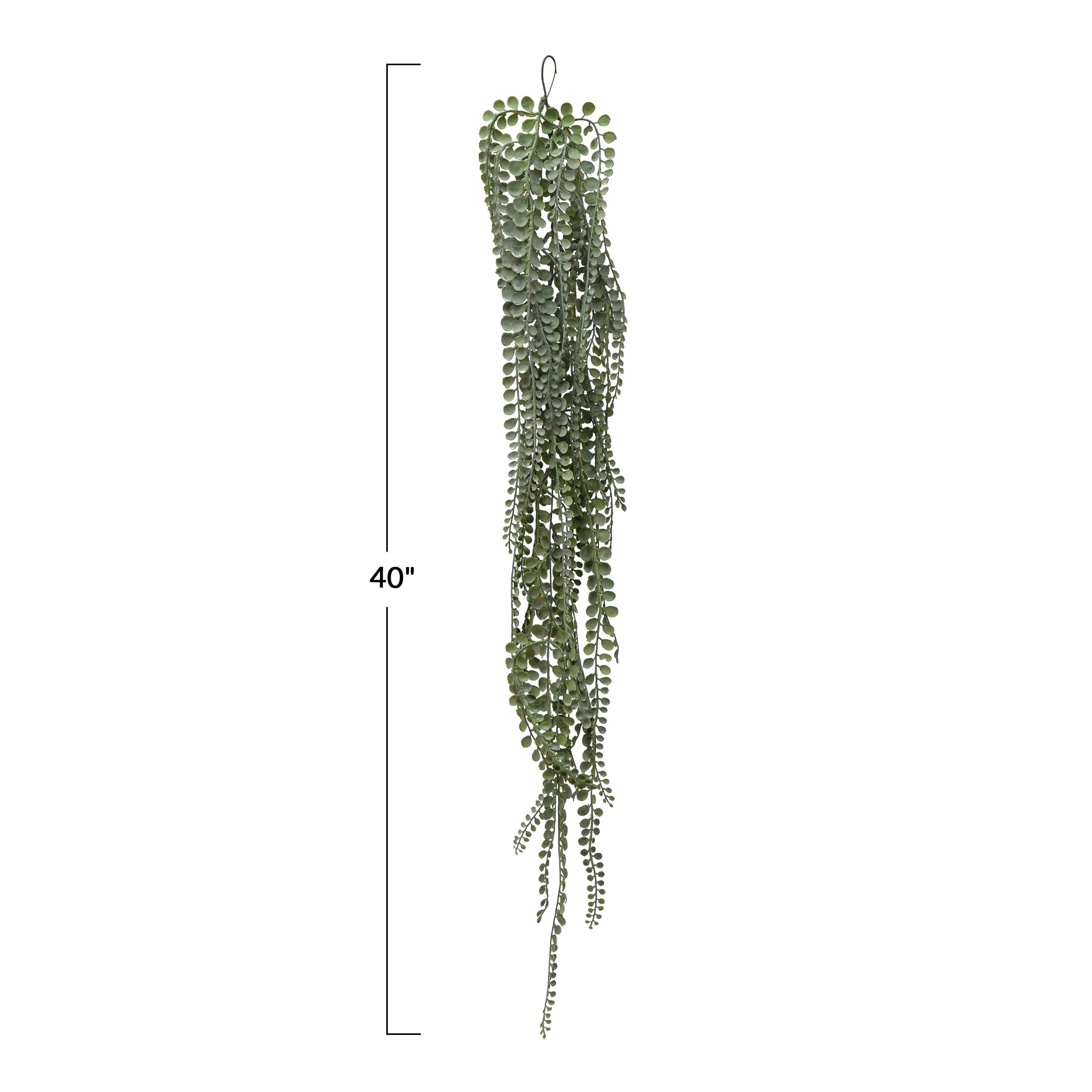 Hello Honey&#xAE; Hello Honey Green String of Pearls Plant