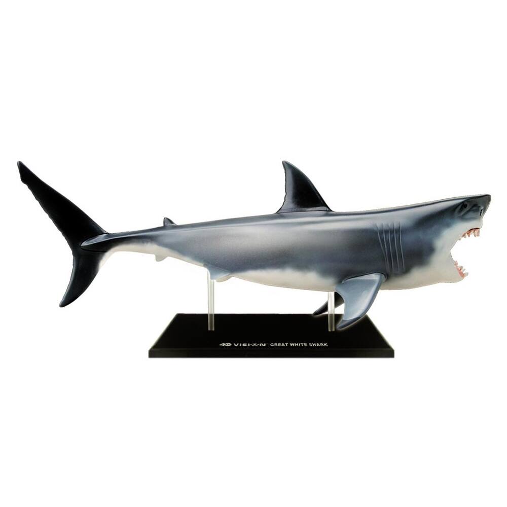 4D Vision Great White Shark Anatomy Model 