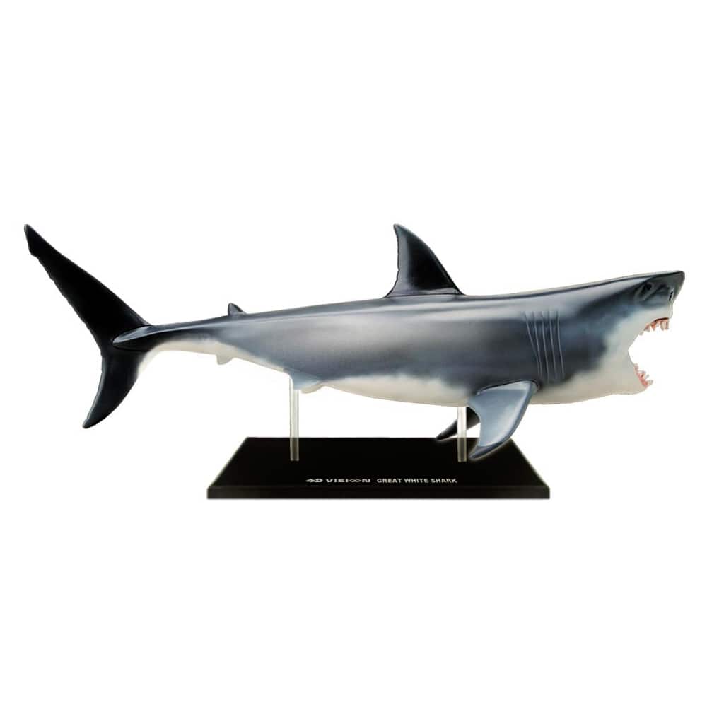 4D Vision™ Great White Shark Anatomy Model