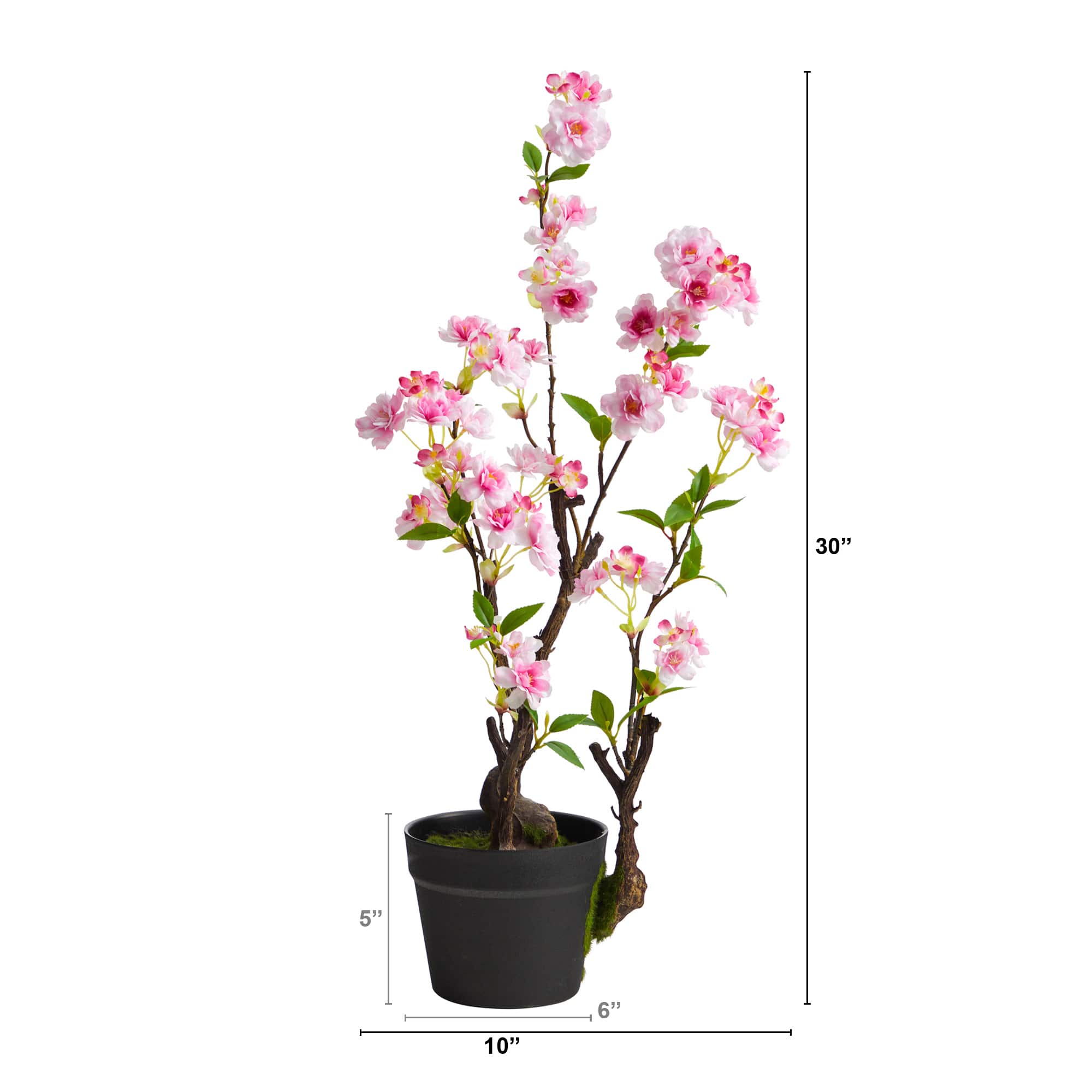 2.5ft. Potted Cherry Blossom Plant