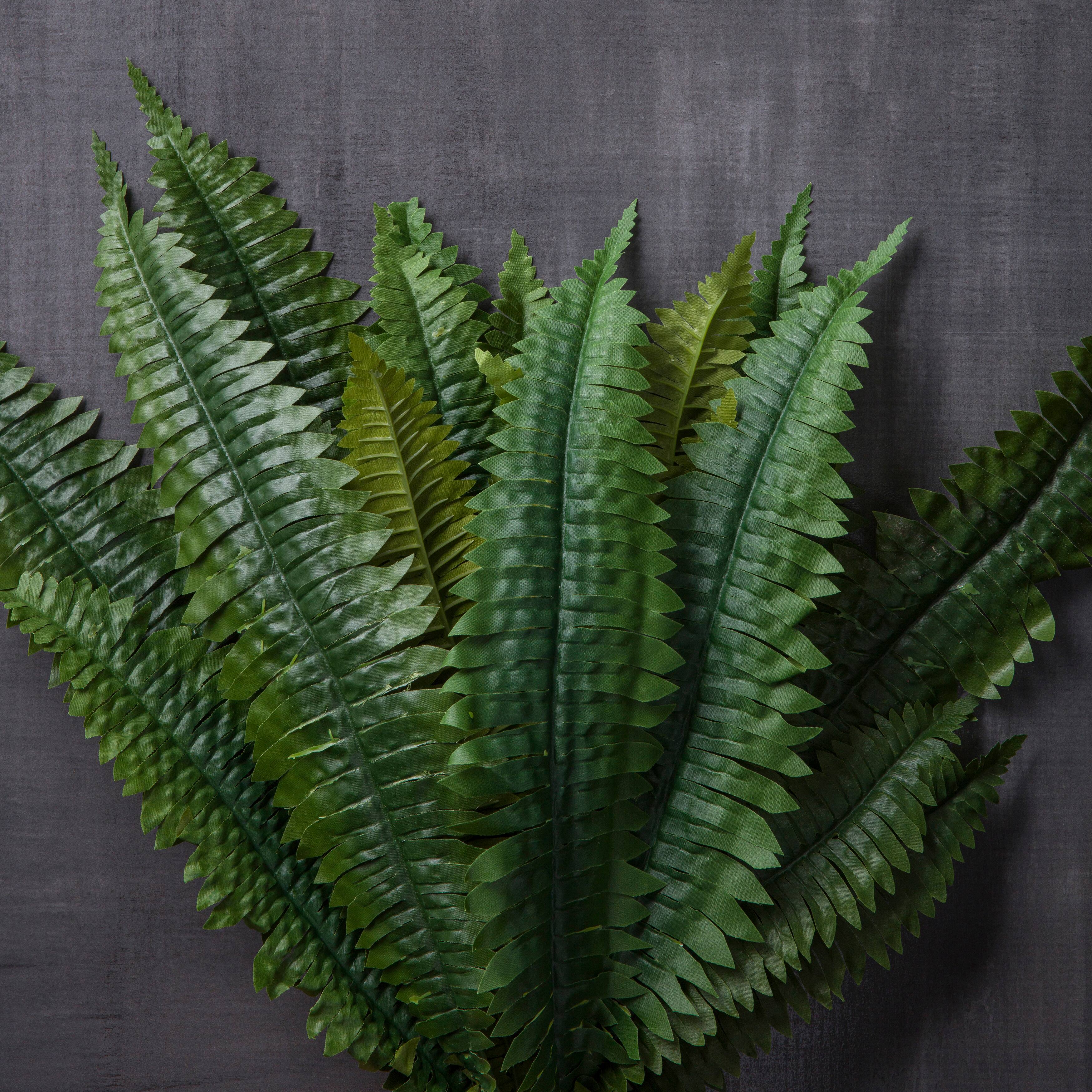12 Pack: Boston Fern Bush by Ashland&#xAE;