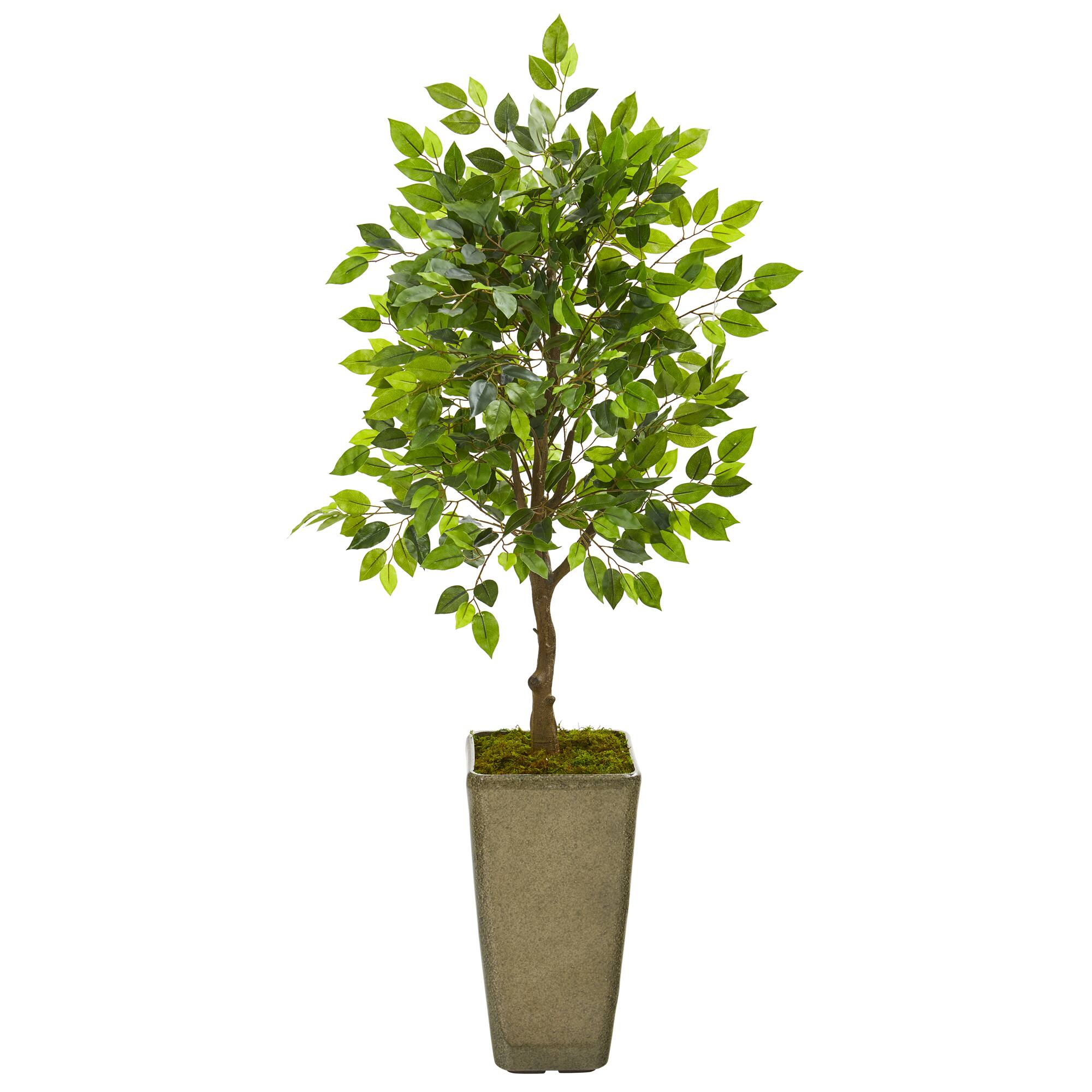 4ft. Ficus Tree in Green Planter