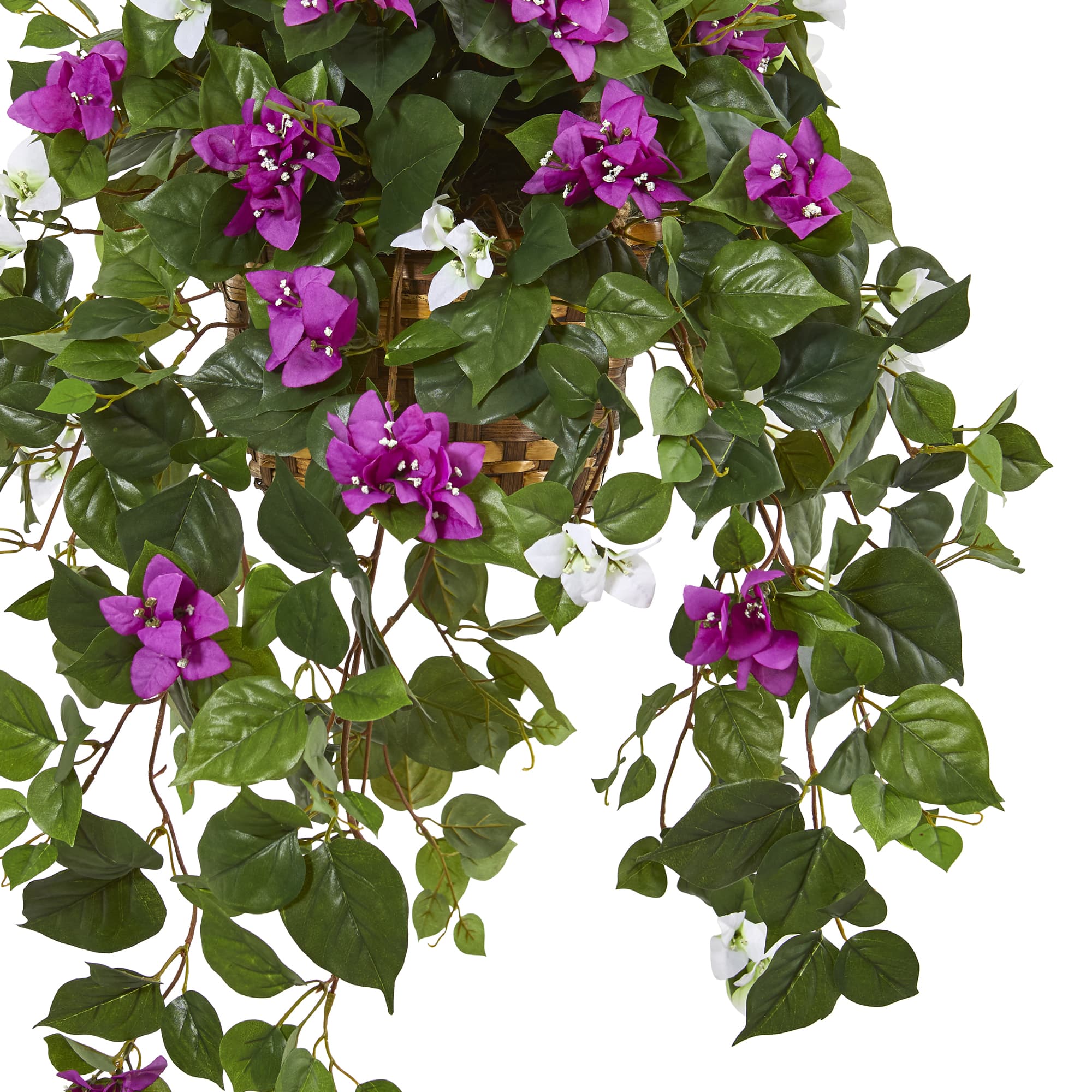 2.5ft. Mixed Bougainvillea in Hanging Basket