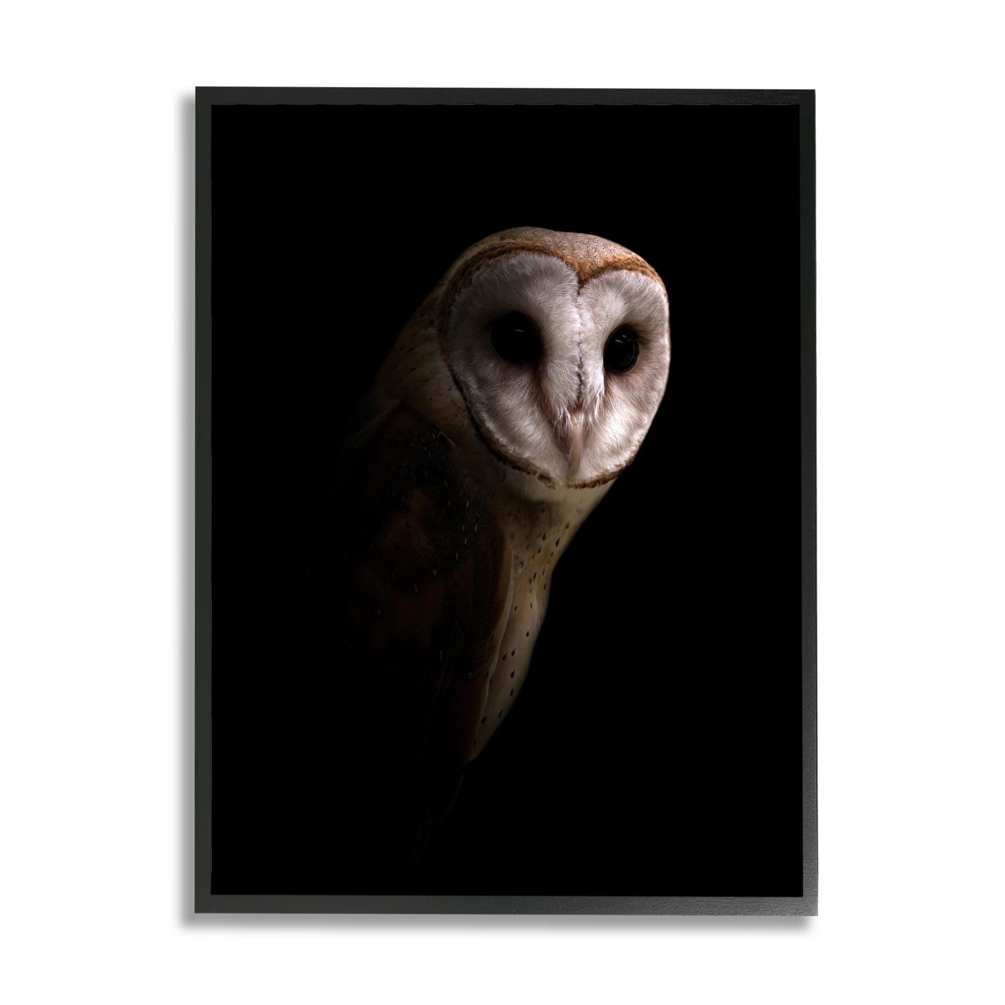 Stupell Industries Intense Barn Owl Black Shadow Photography Framed Giclee Art