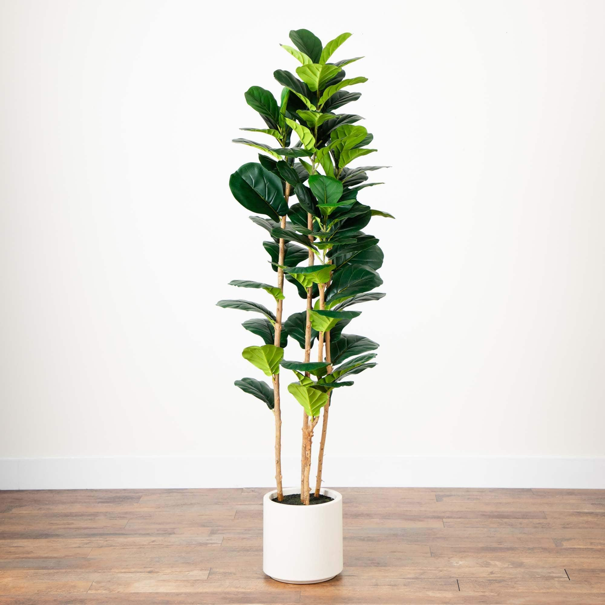 6ft. Fiddle Leaf Tree in Decorative White Planter