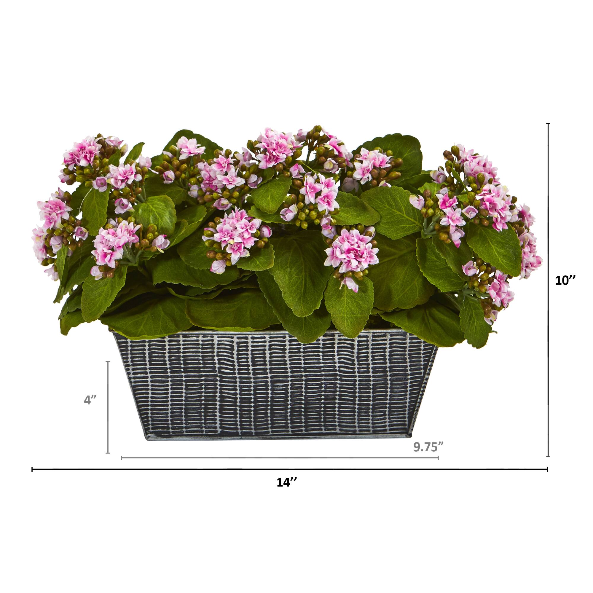 10'' Kalanchoe Plant in Black Embossed Planter