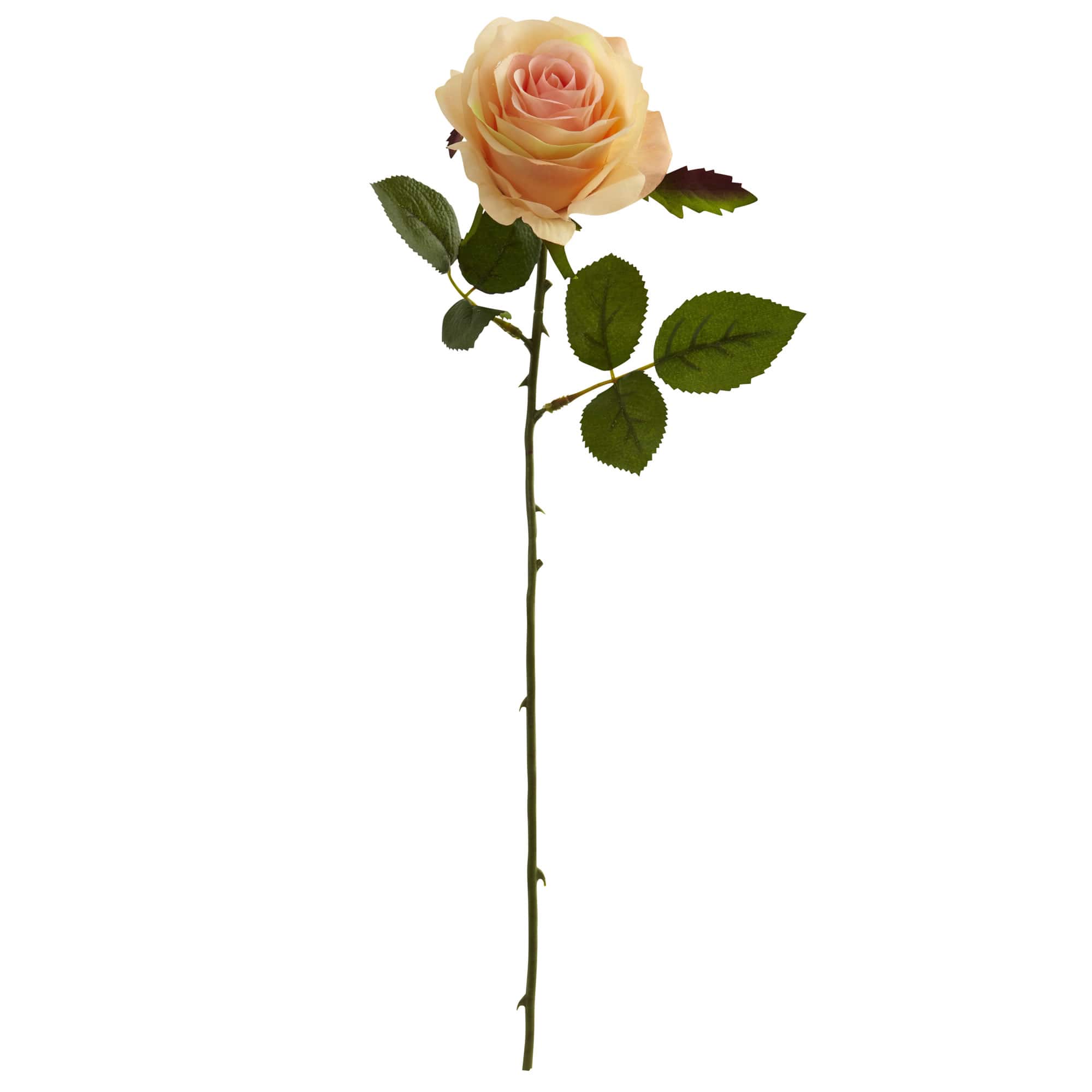 Peach Rose Stems, 24ct. 