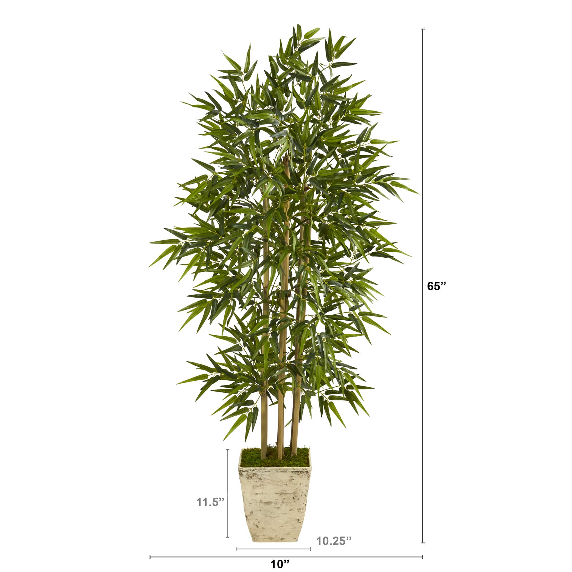 5.5ft. Bamboo Tree in Country White Planter