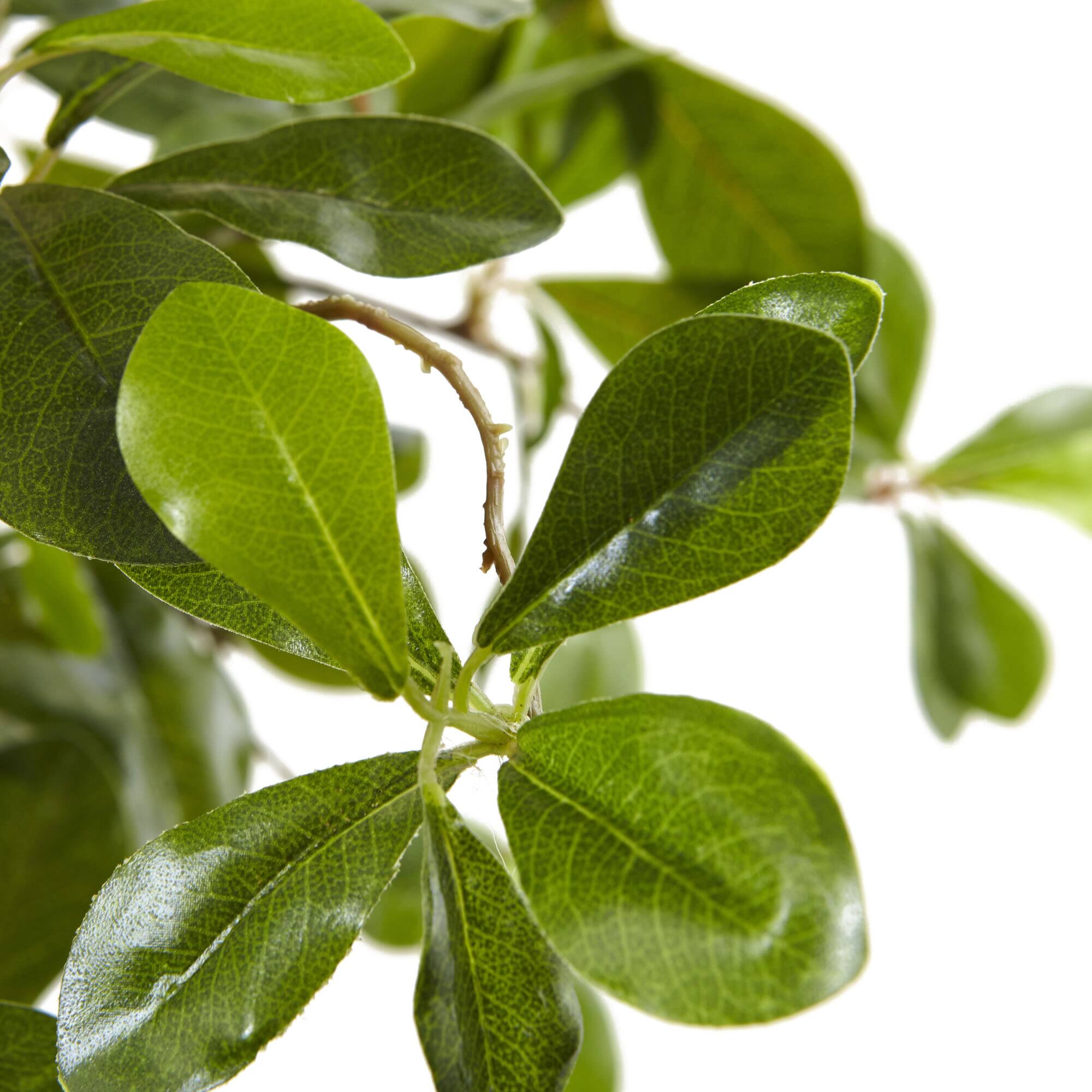 6ft. Potted Black Olive Tree Michaels