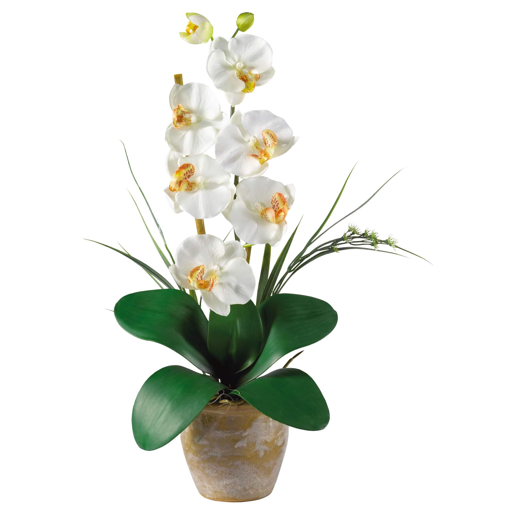 21&#x22; Moth Orchid Arrangement in Ceramic Planter