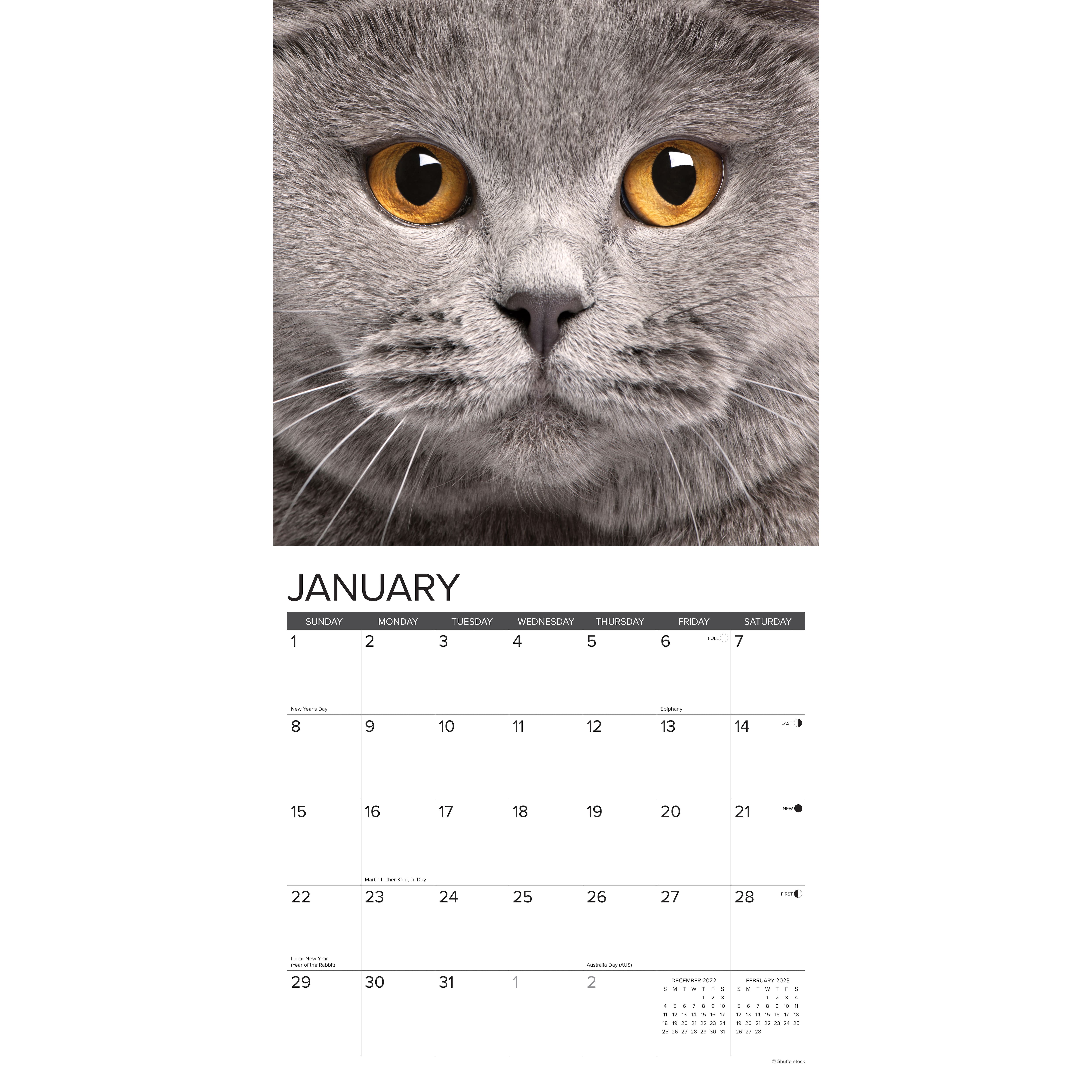 2023 British Shorthair Cats Wall Calendar Michaels