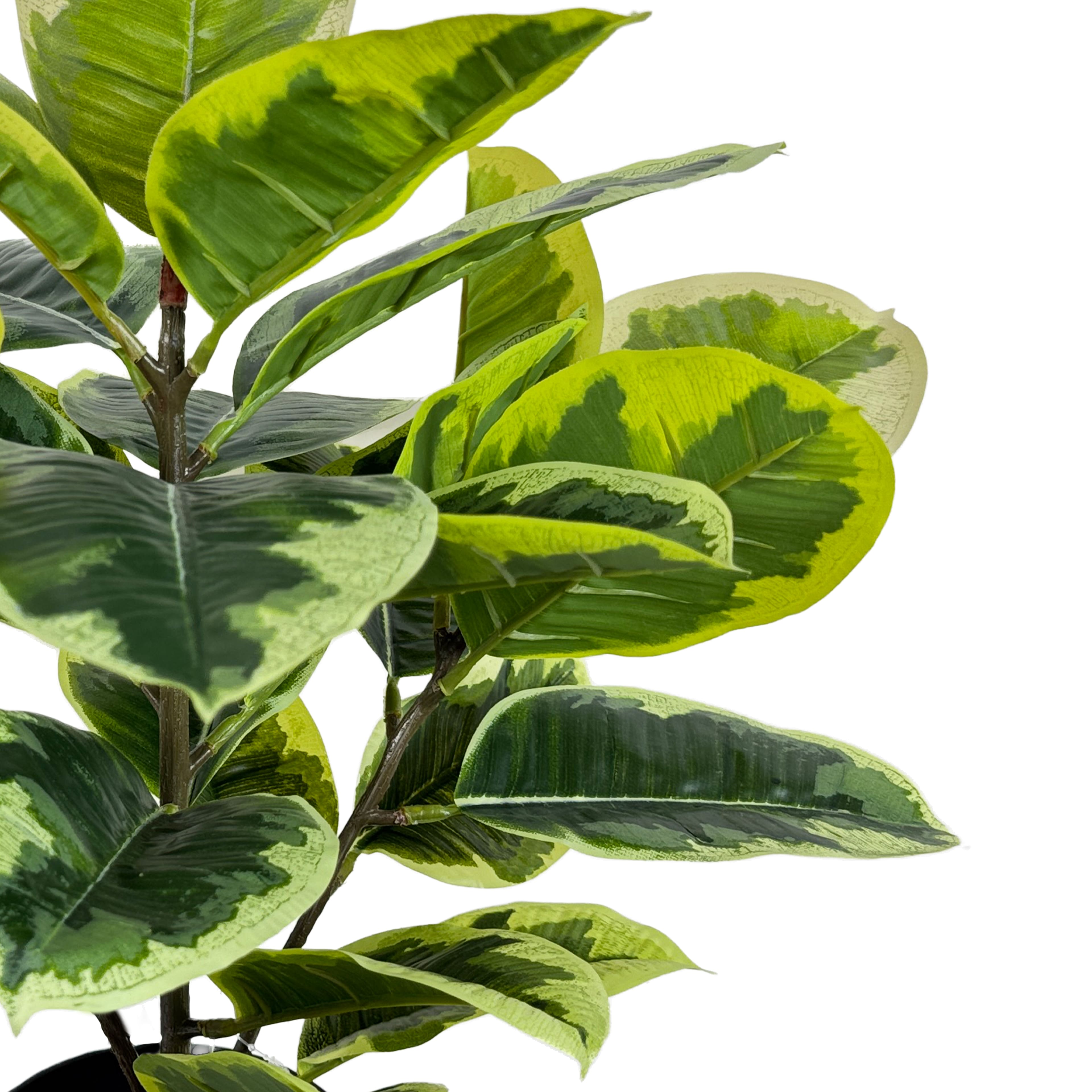 20&#x22; Ficus Plant by Ashland&#xAE;