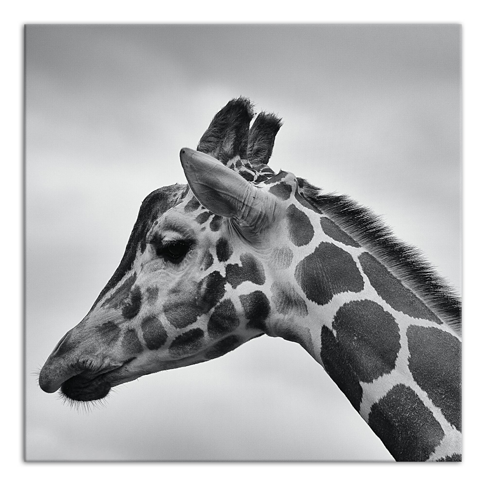 Giraffe Photography 20" x 20" Canvas Wall Art