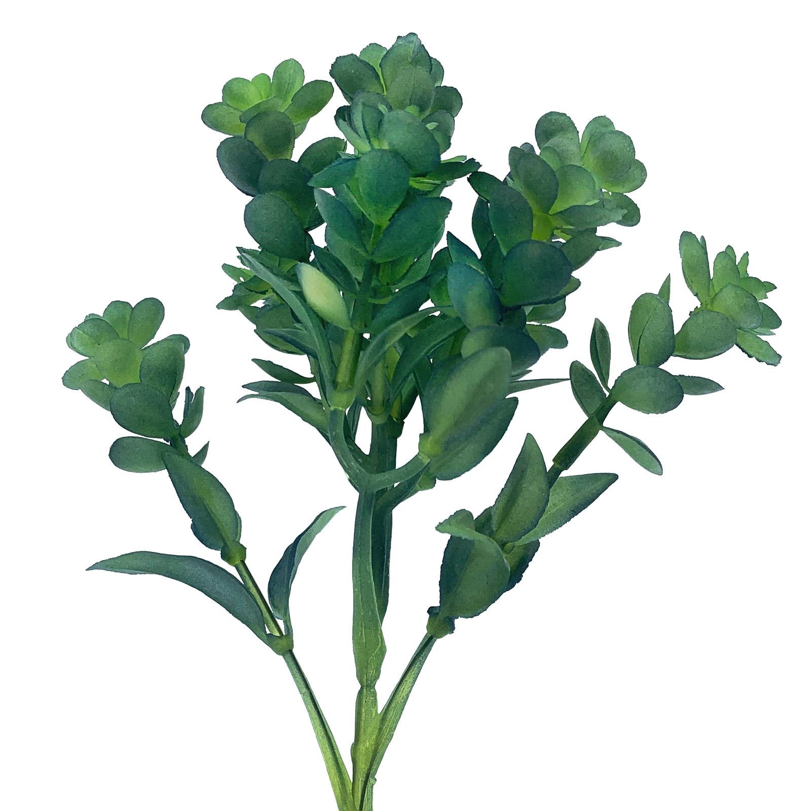 8.5&#x22; Blue-Green Japanese Stonecrop Pick by Ashland&#xAE;
