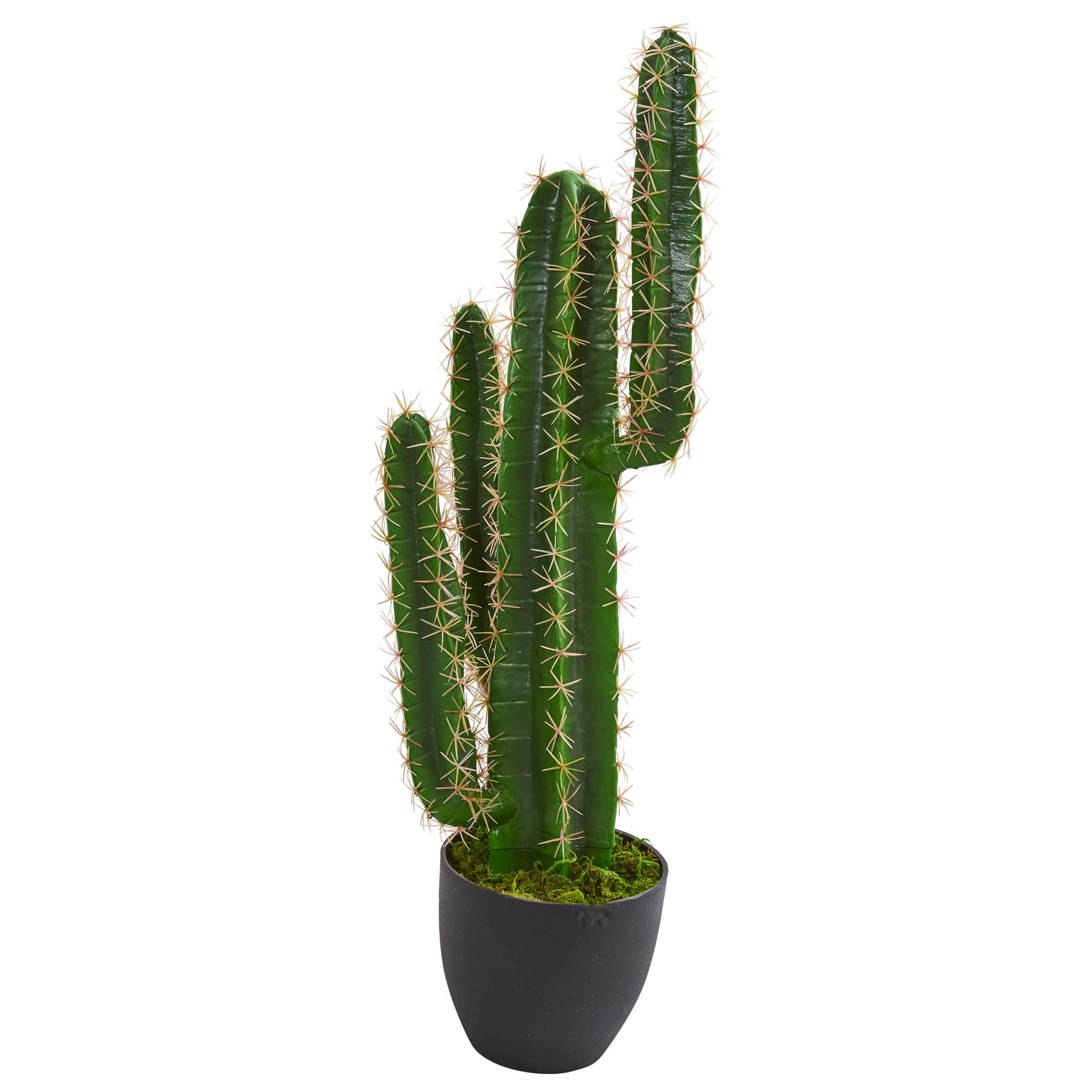 2.5ft. Potted Cactus Plant