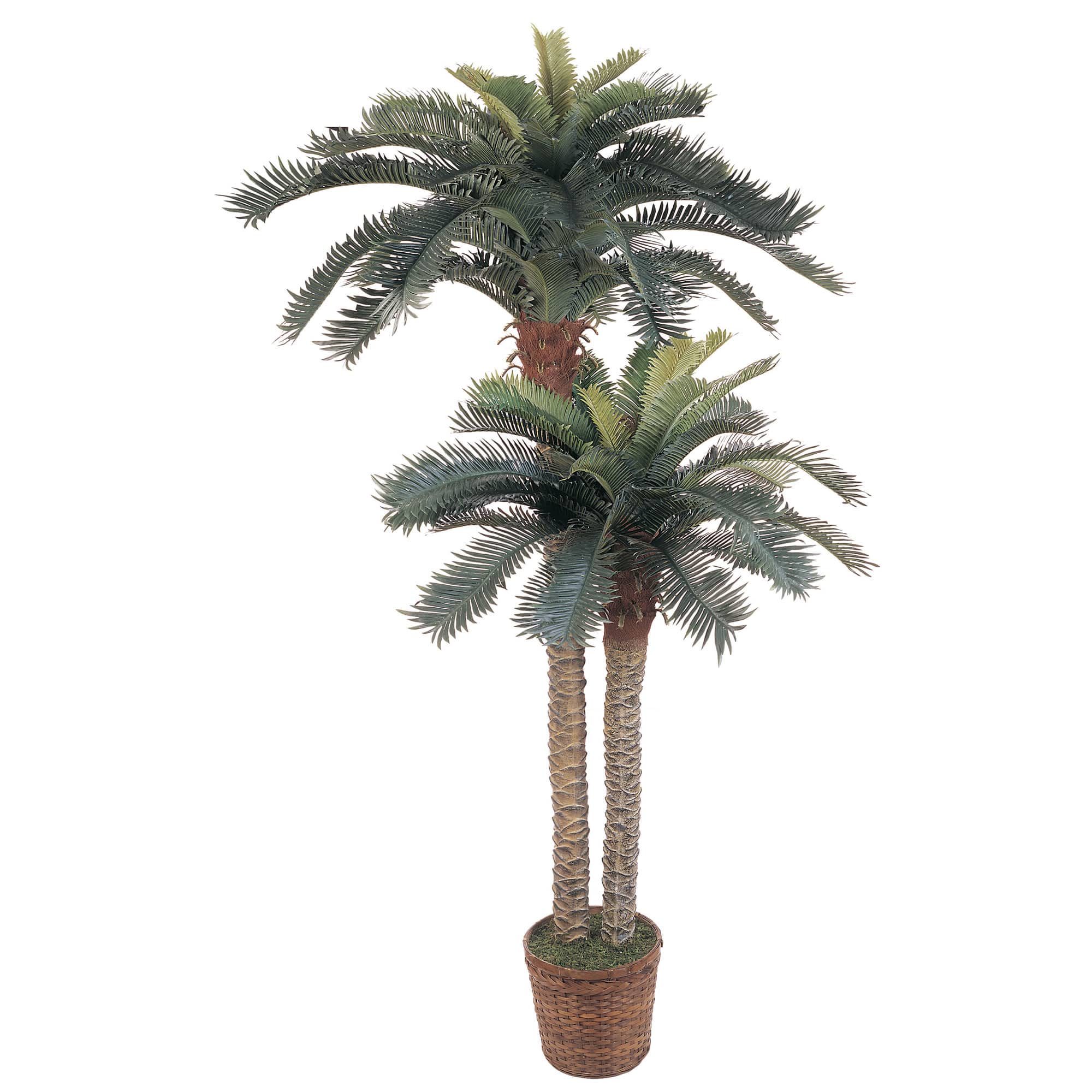 6ft. Sago Palm Double Tree in Wicker Basket Pot