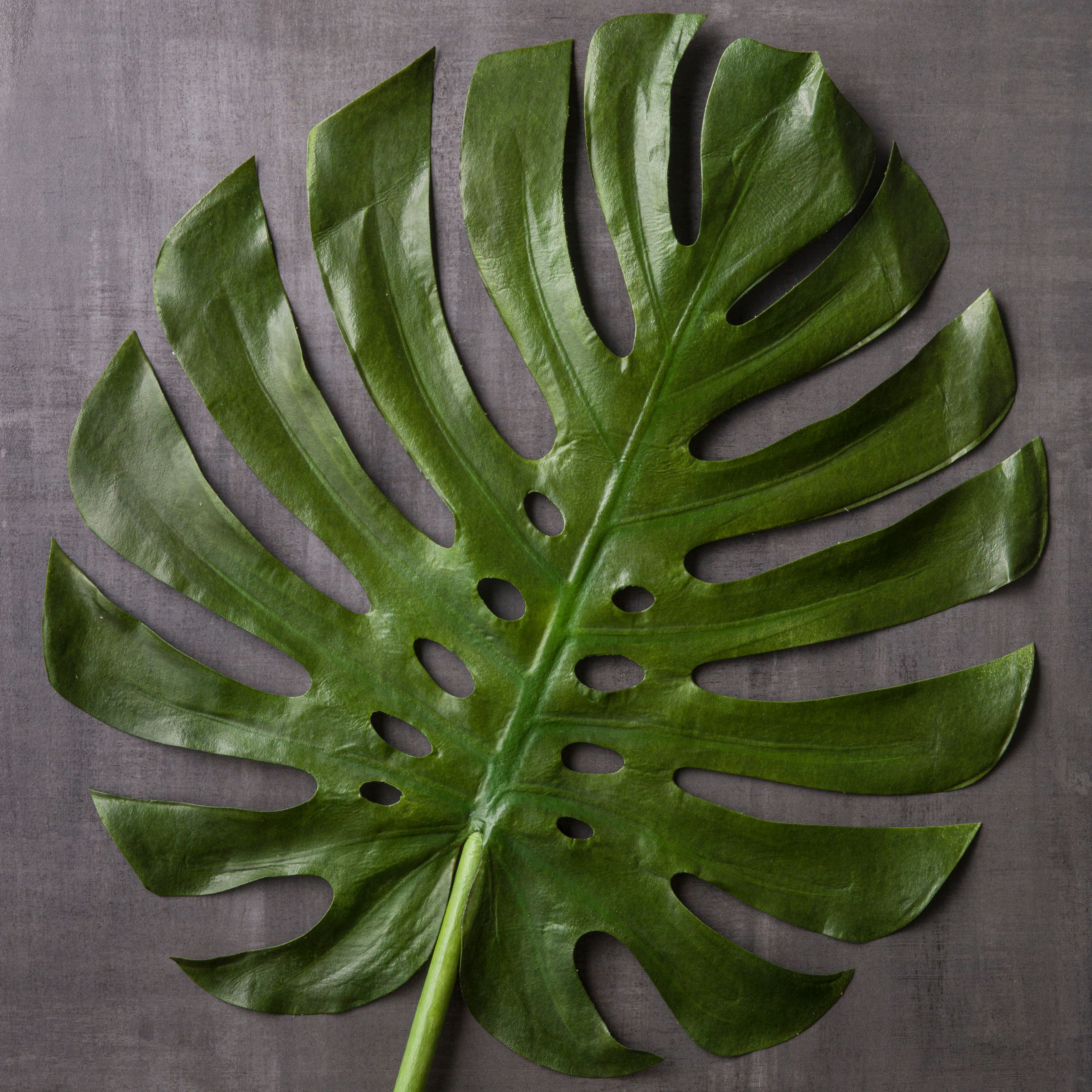 6 Pack: Green Monstera Leaf Stem by Ashland&#xAE;