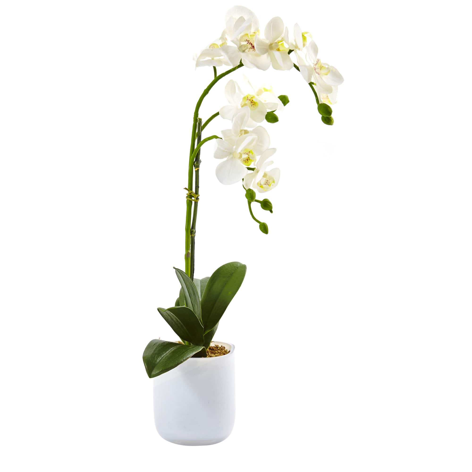 18.5&#x22; Moth Orchid in Frosted Glass