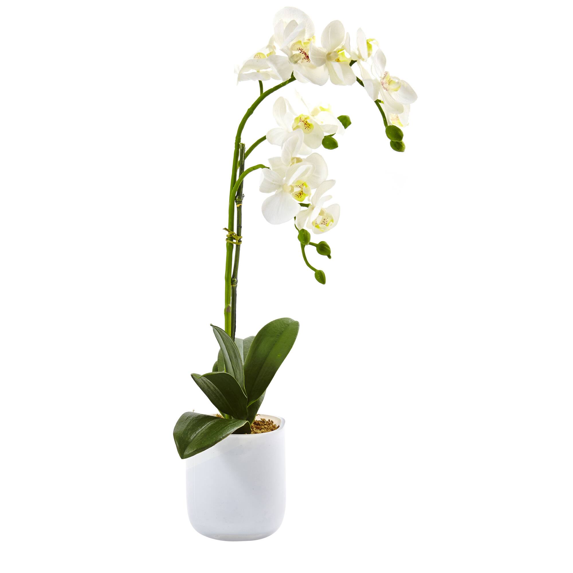 18.5" Moth Orchid in Frosted Glass