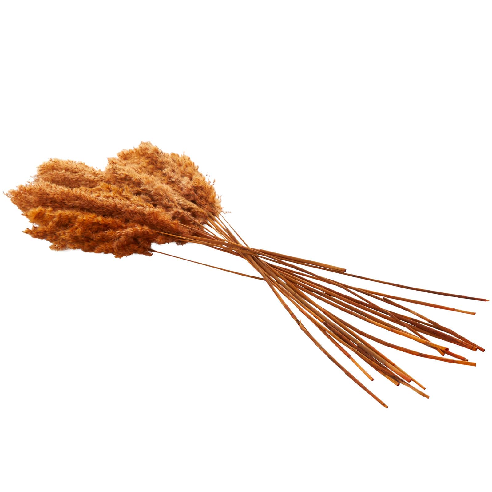 Dried Plant Pampas Natural Foliage with Long Stems