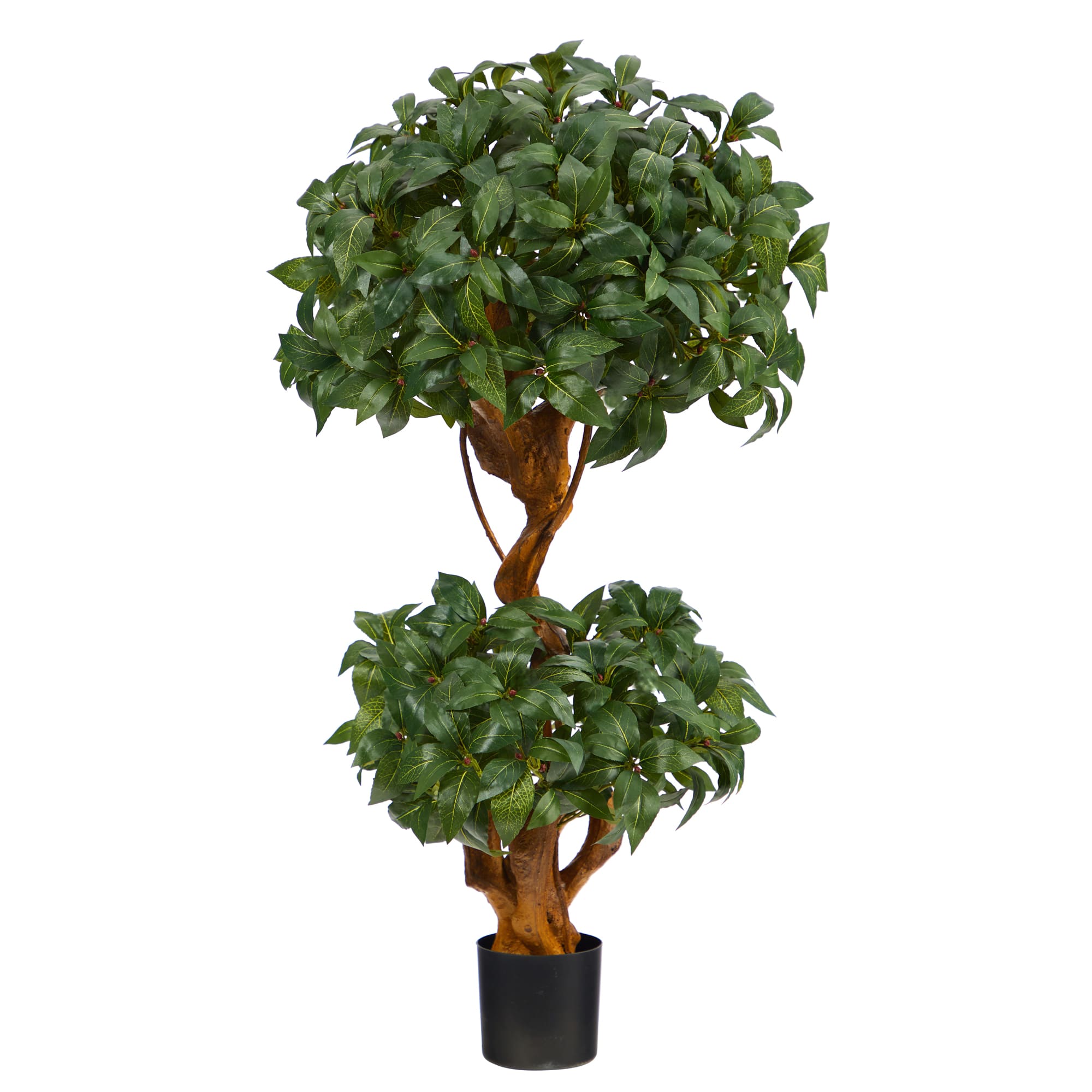 3ft. Potted Bay Laurel Double Ball Topiary Tree