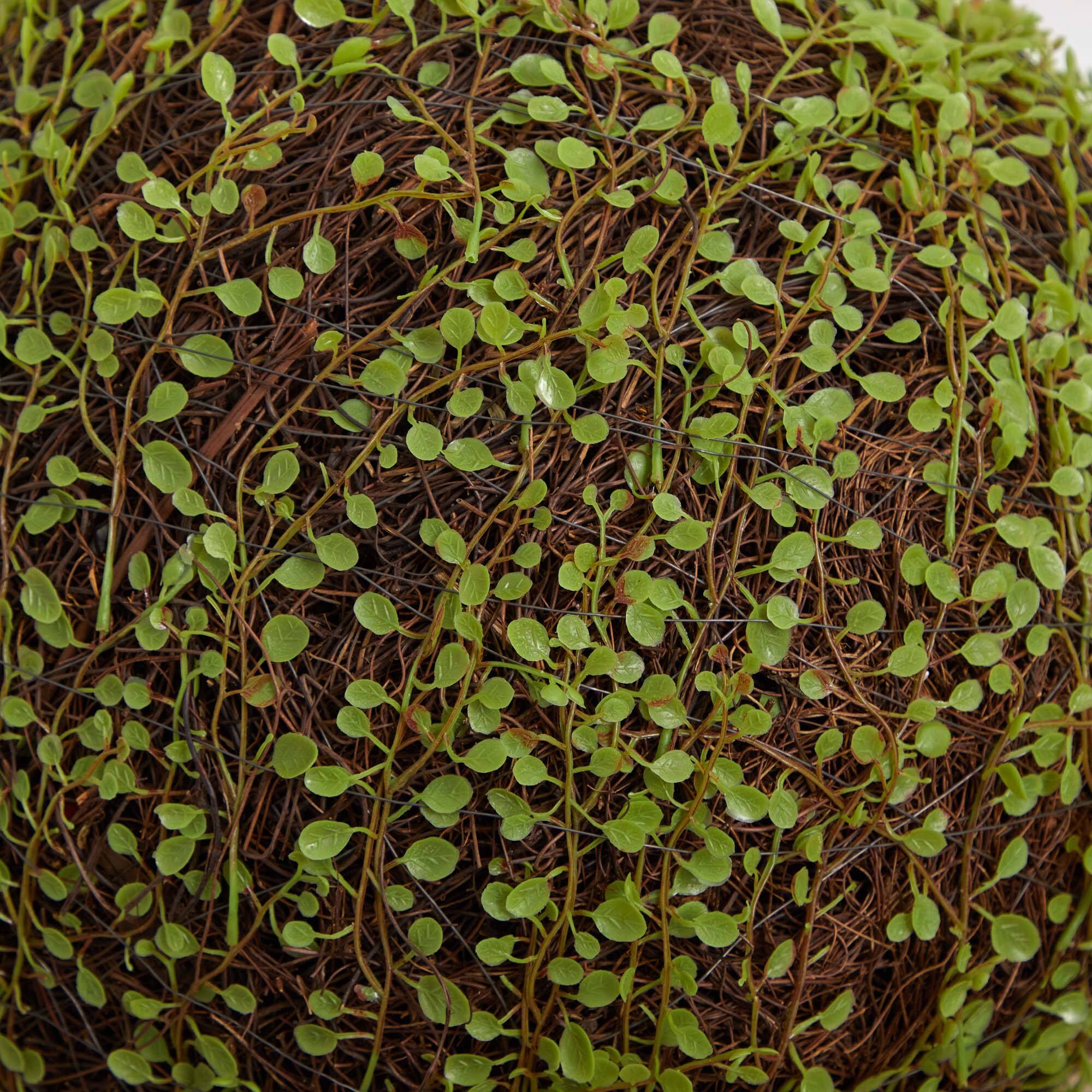 2.5ft. Mohlenbechia Ball in Black Tower Vase