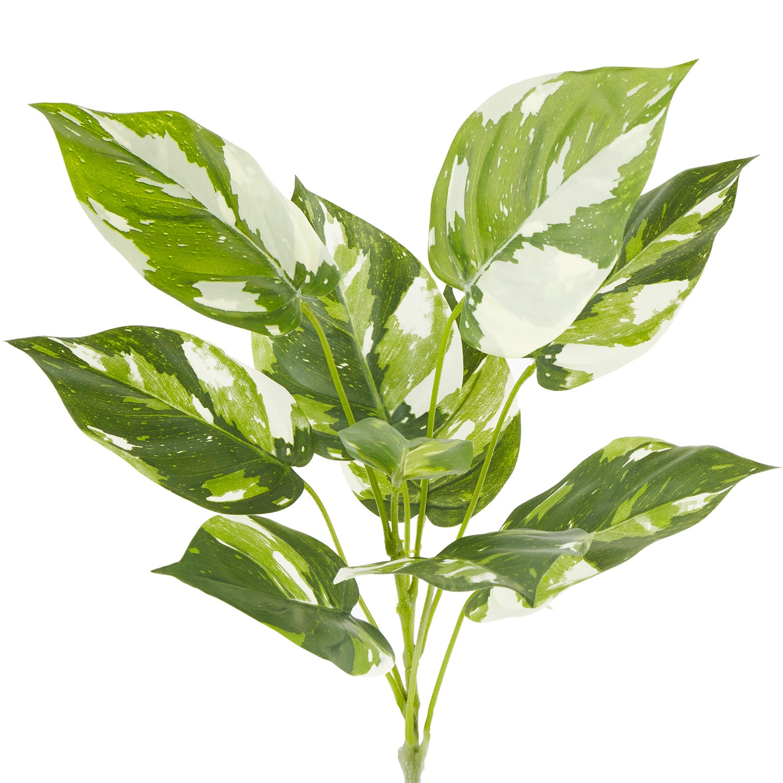 Green & White Pothos Bush by Ashland®