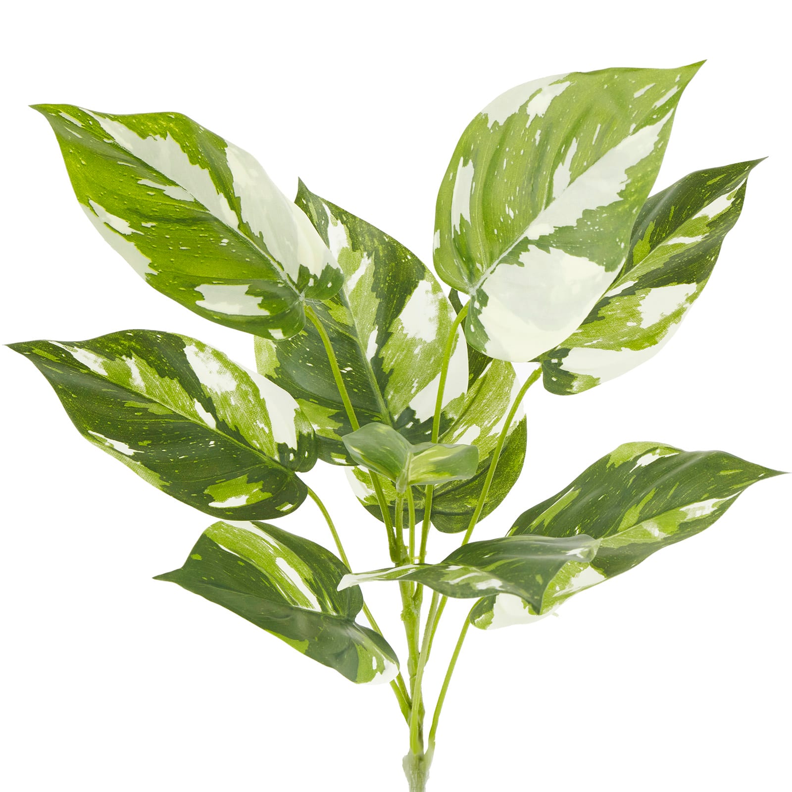 Green &#x26; White Pothos Bush by Ashland&#xAE;