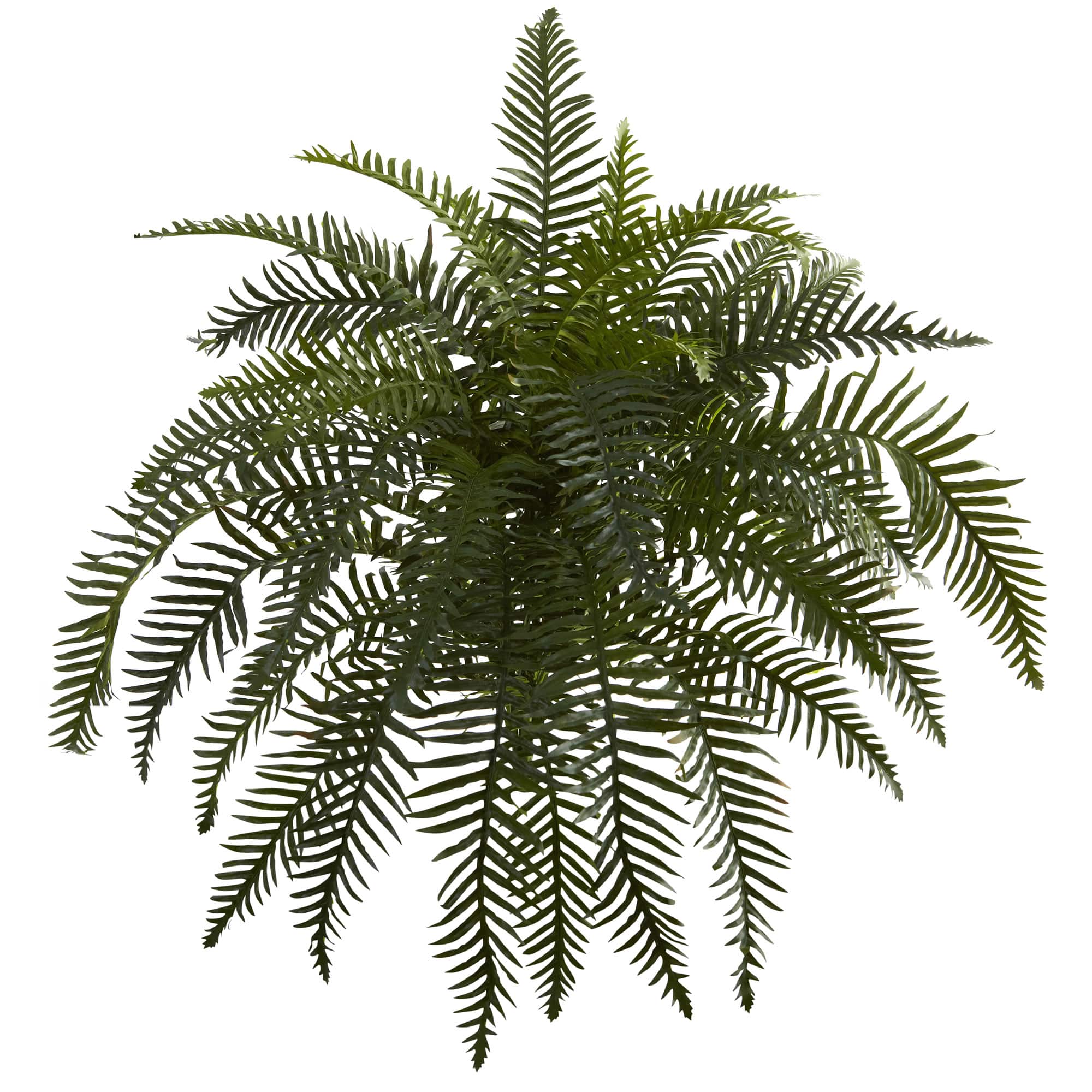 Green River Fern Plant, 2ct.