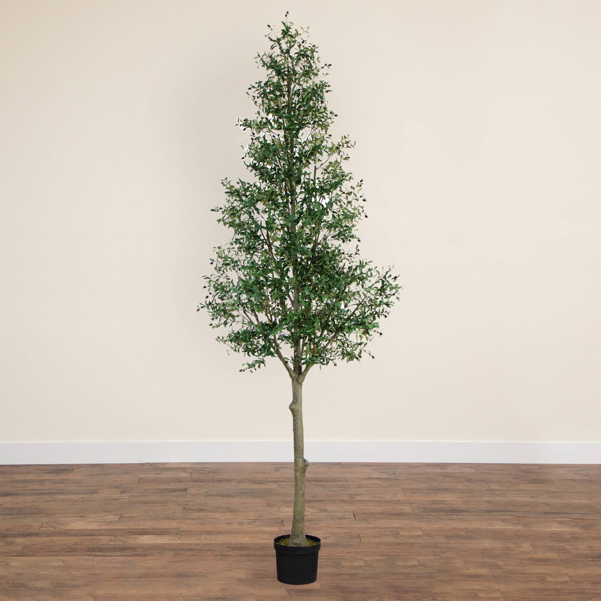 13ft. Potted Olive Tree