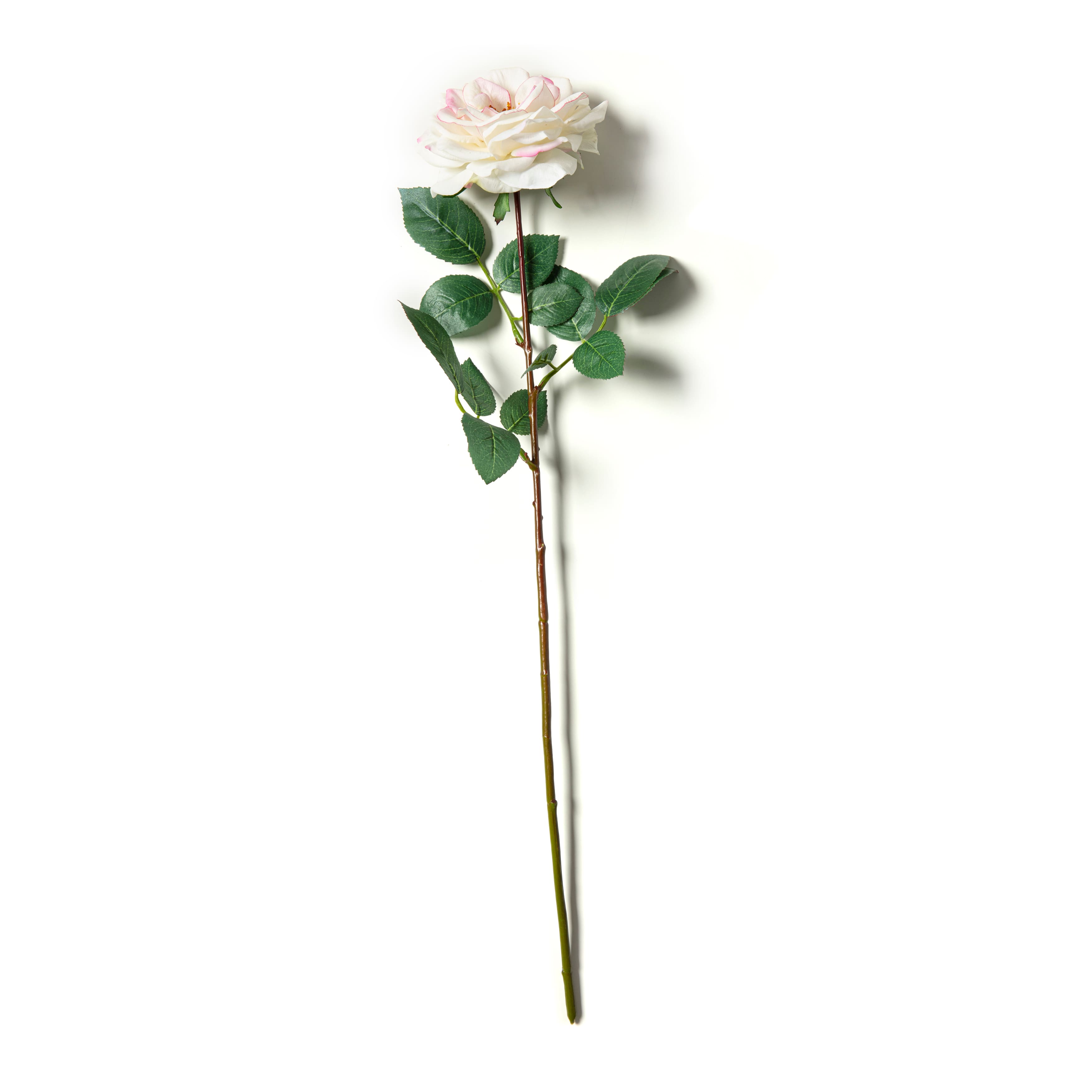 beautiful single rose flowers