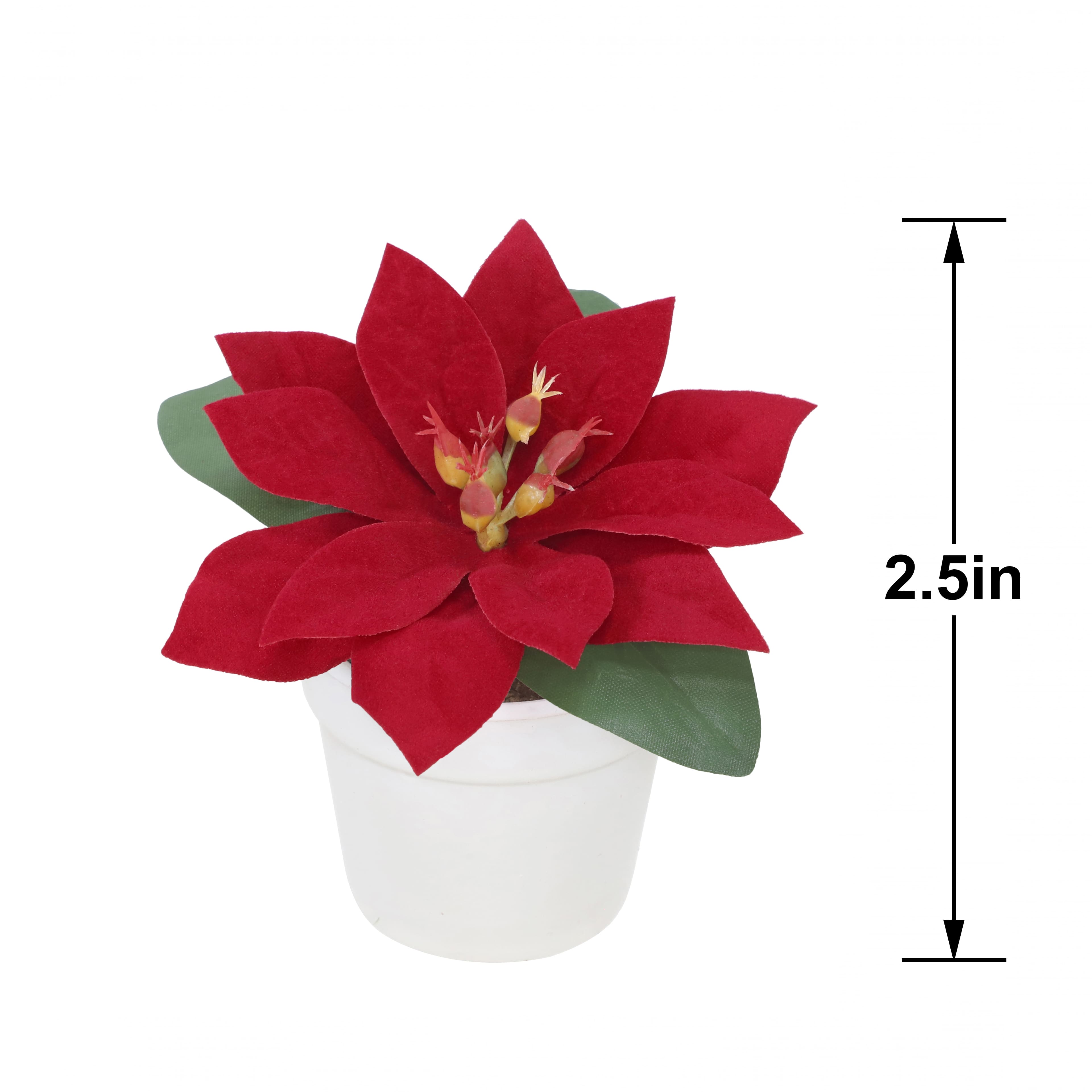 2.5" Premade Red Velvet Poinsettia in White Terracotta Pot by Ashland®