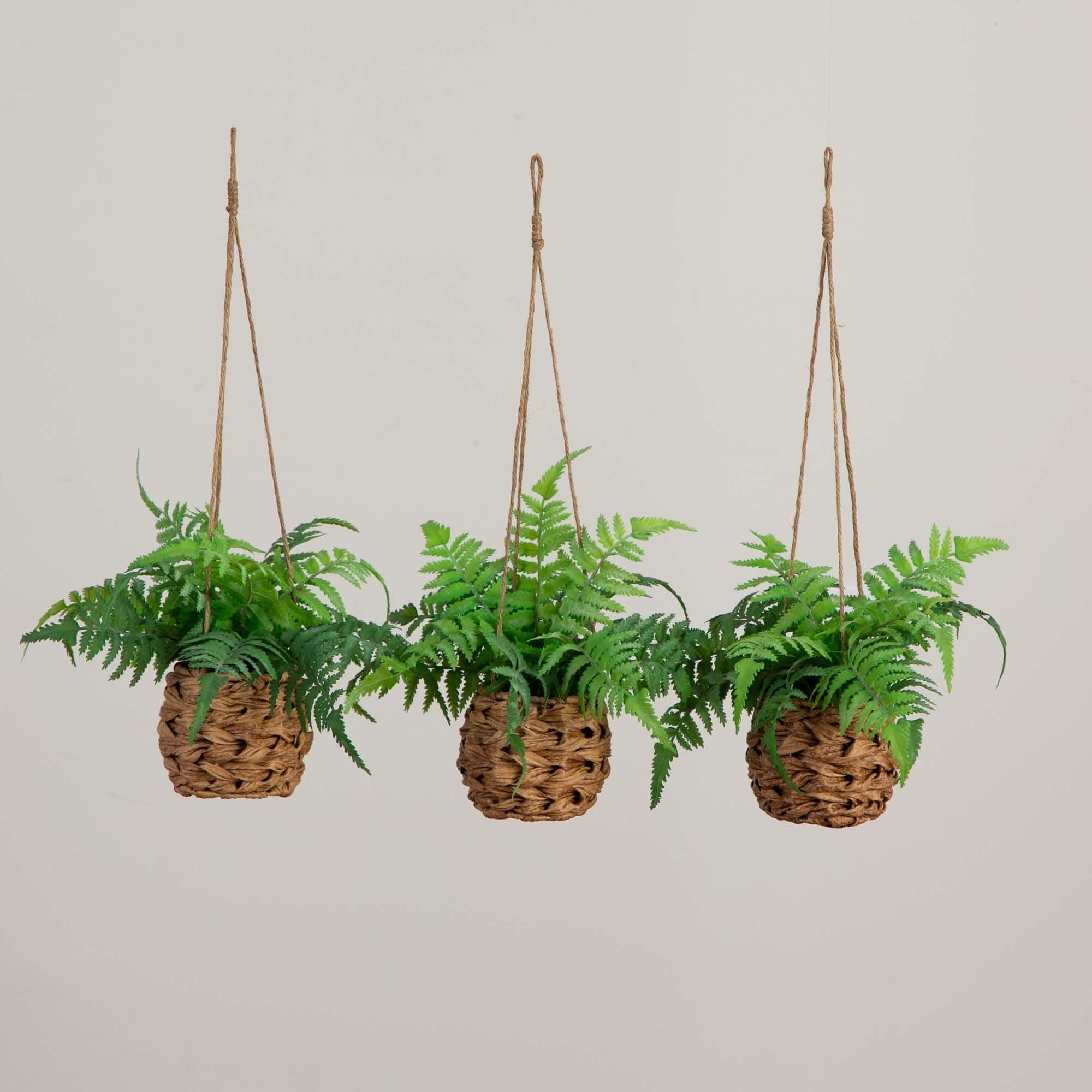 10" UV-Resistant Boston Ferns in Hanging Wicker Baskets, 3ct.