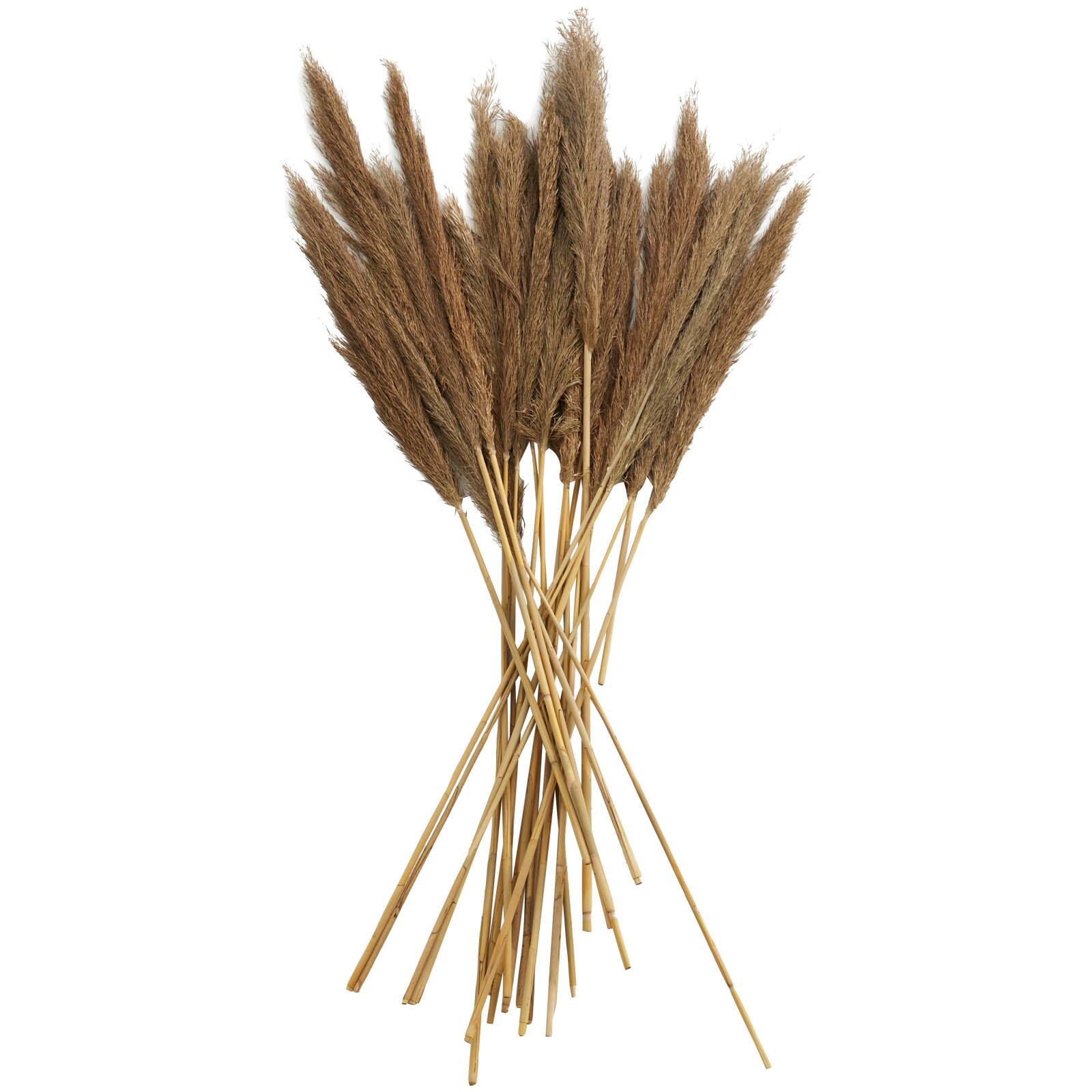 Dried Plant Bamboo Natural Foliage with Long Stems