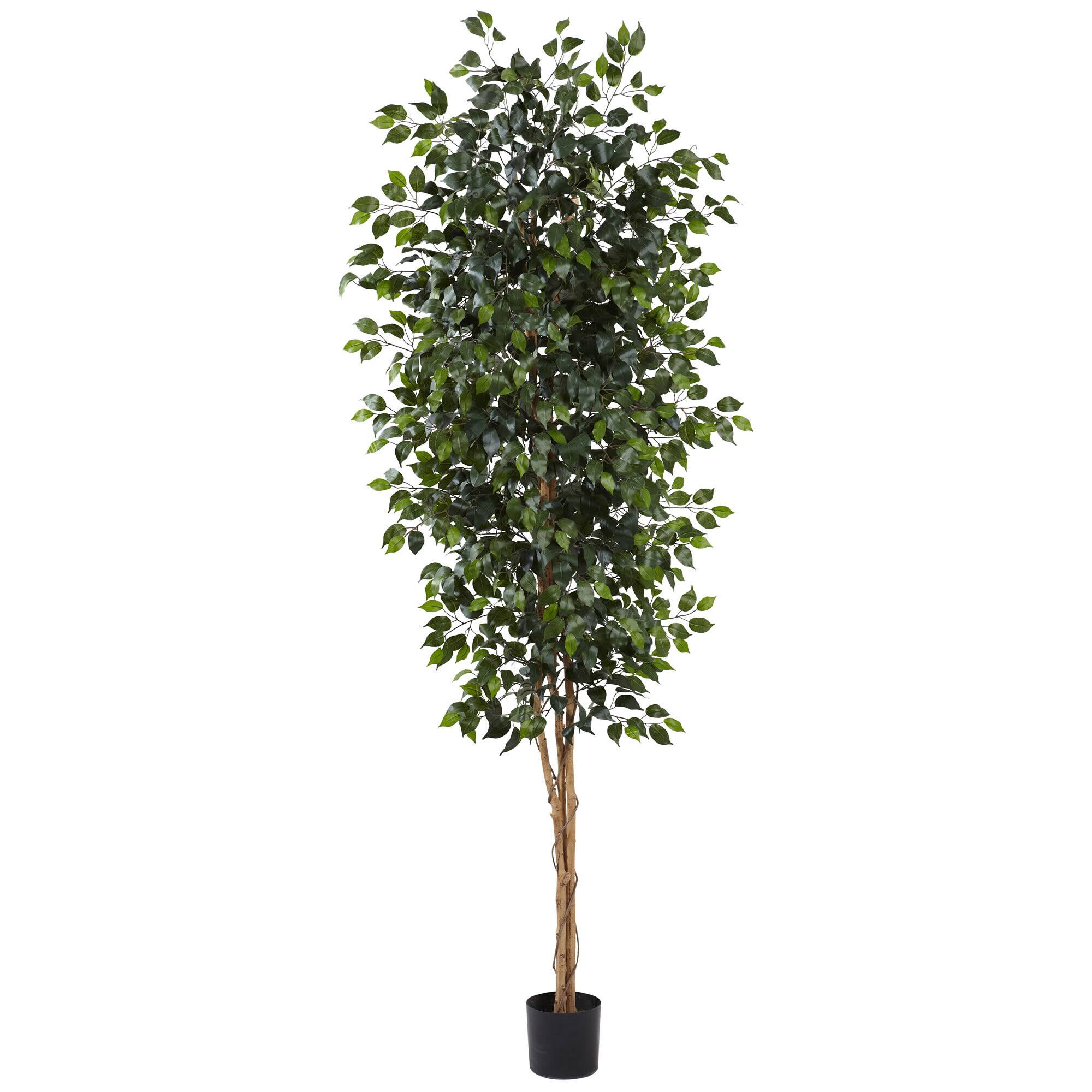 8ft. Potted Ficus Tree Michaels