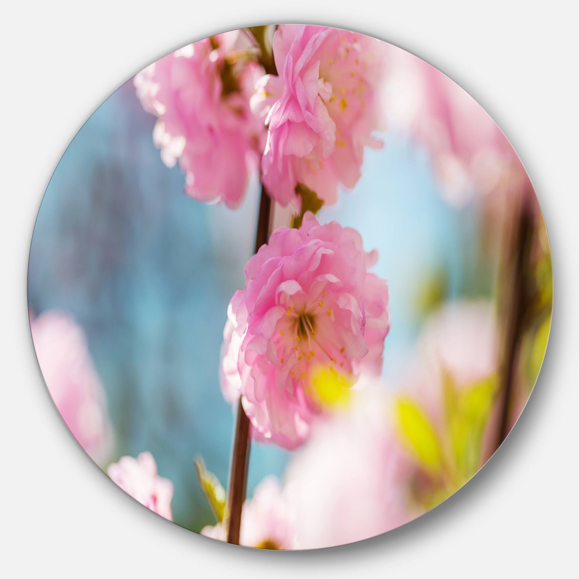 Designart - Almond Tree Pink Flowers&#x27; Large Flower Metal Circle Wall Art